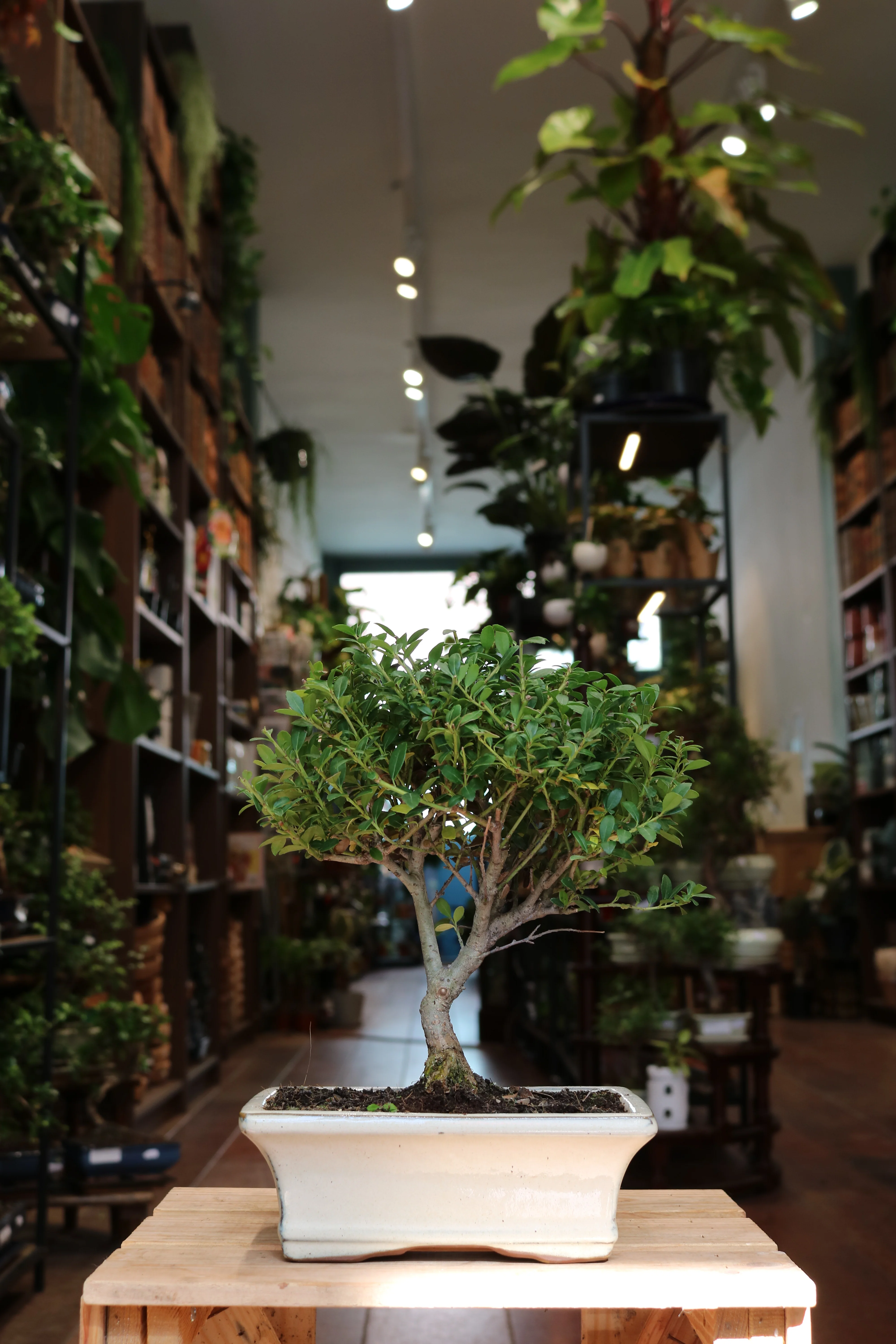 Ilex Bonsai - Image 3