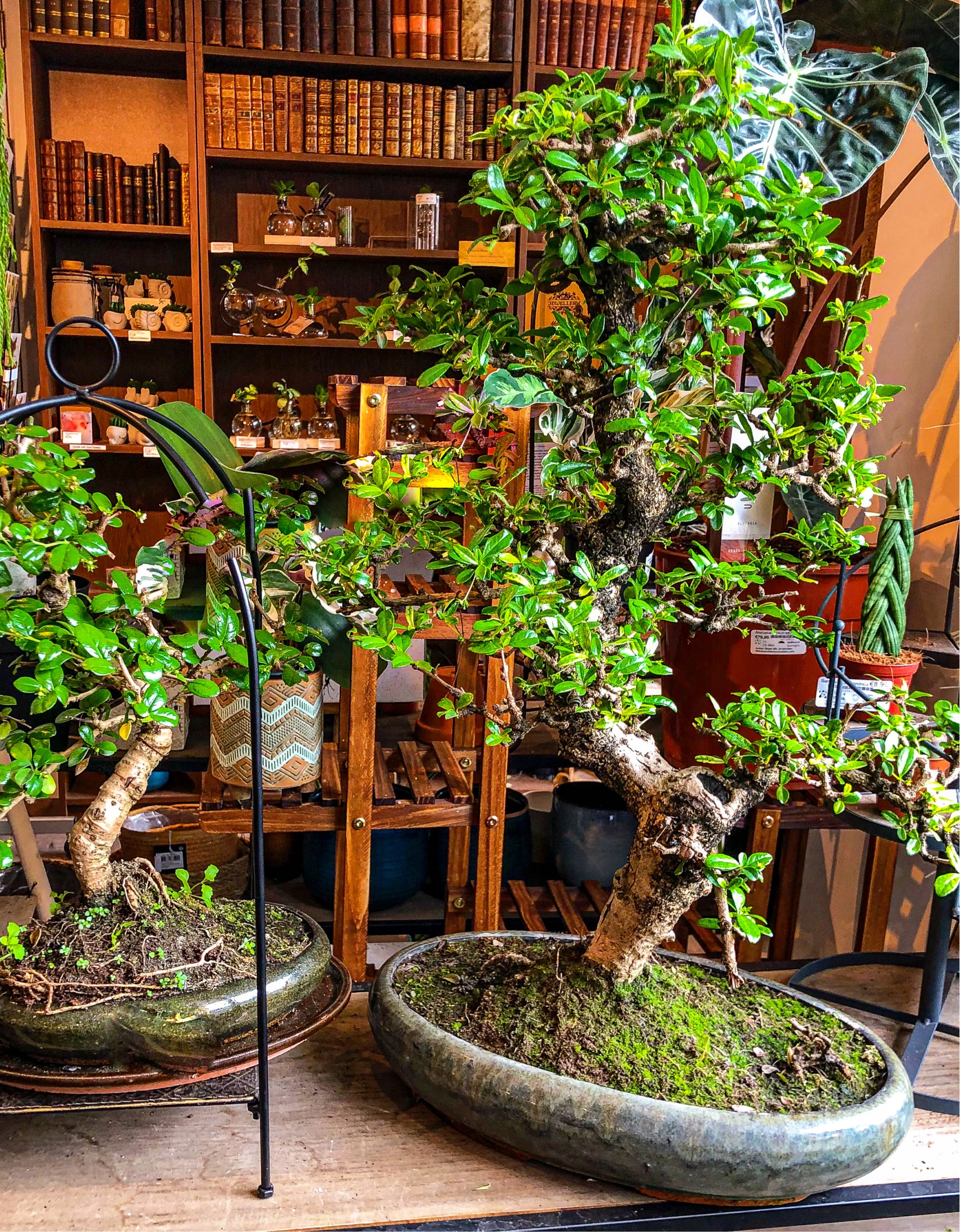Large Carmona Bonsai - Image 3