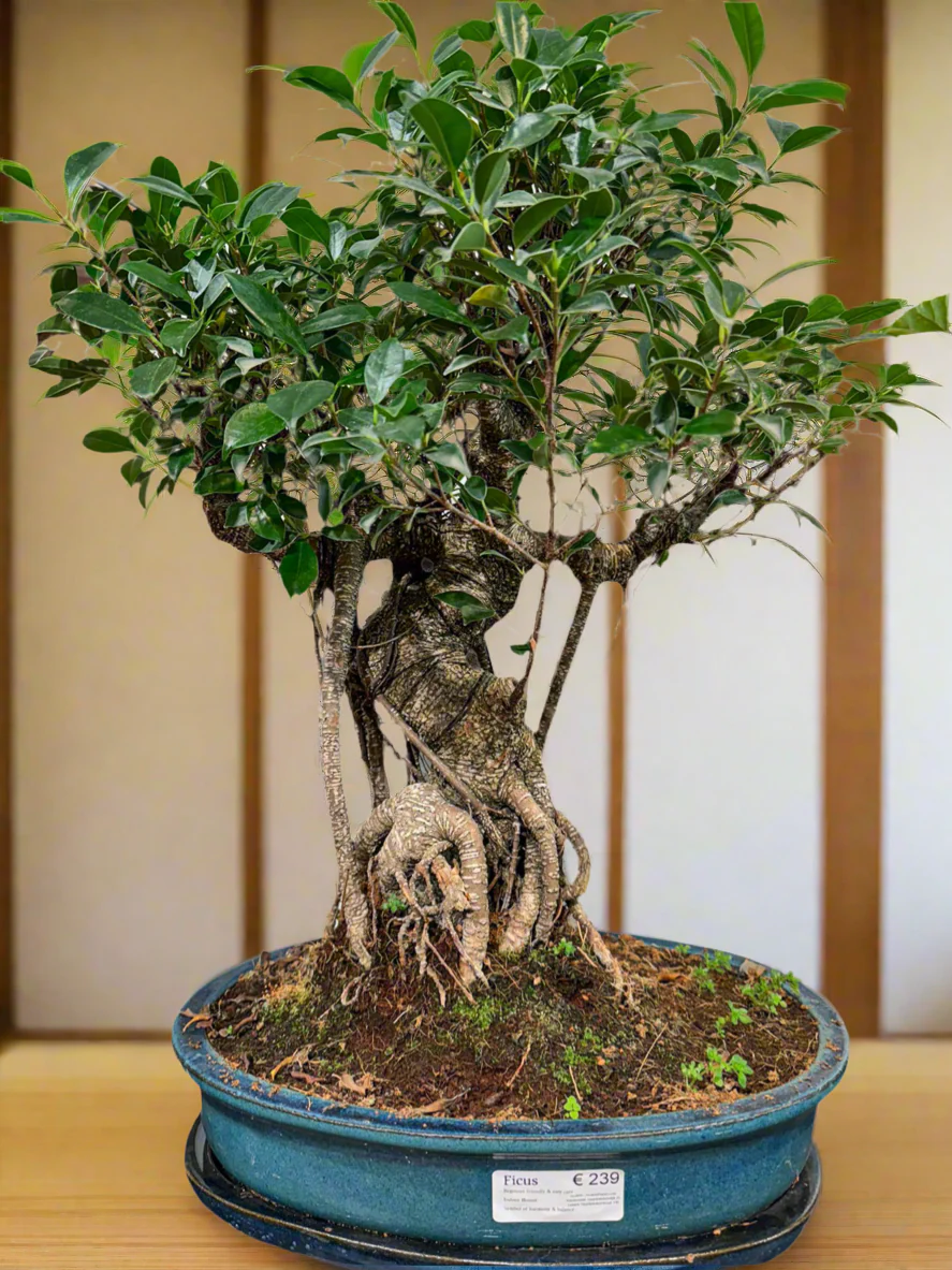 Large Ficus Bonsai
