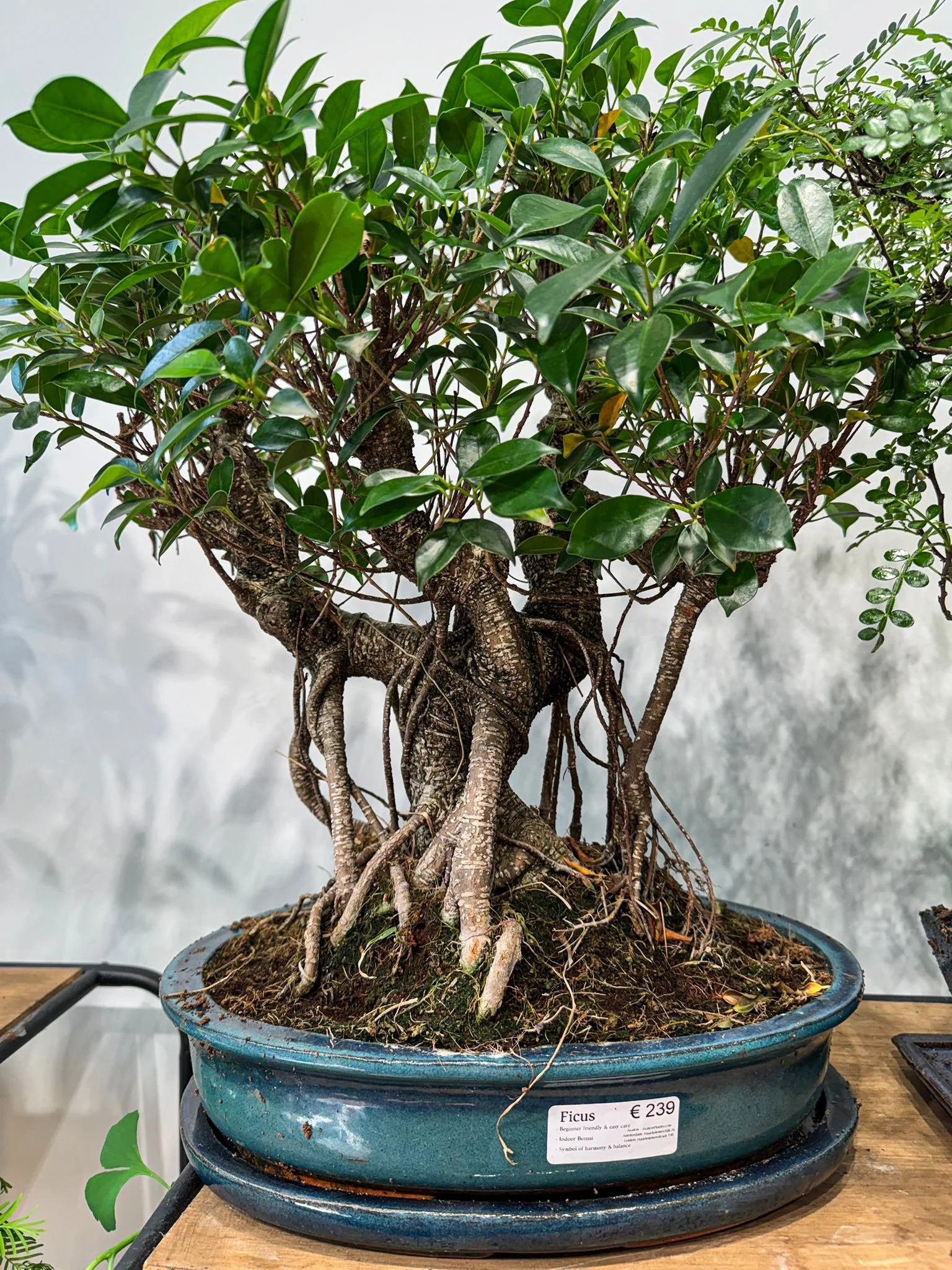 Large Ficus Bonsai - Image 2