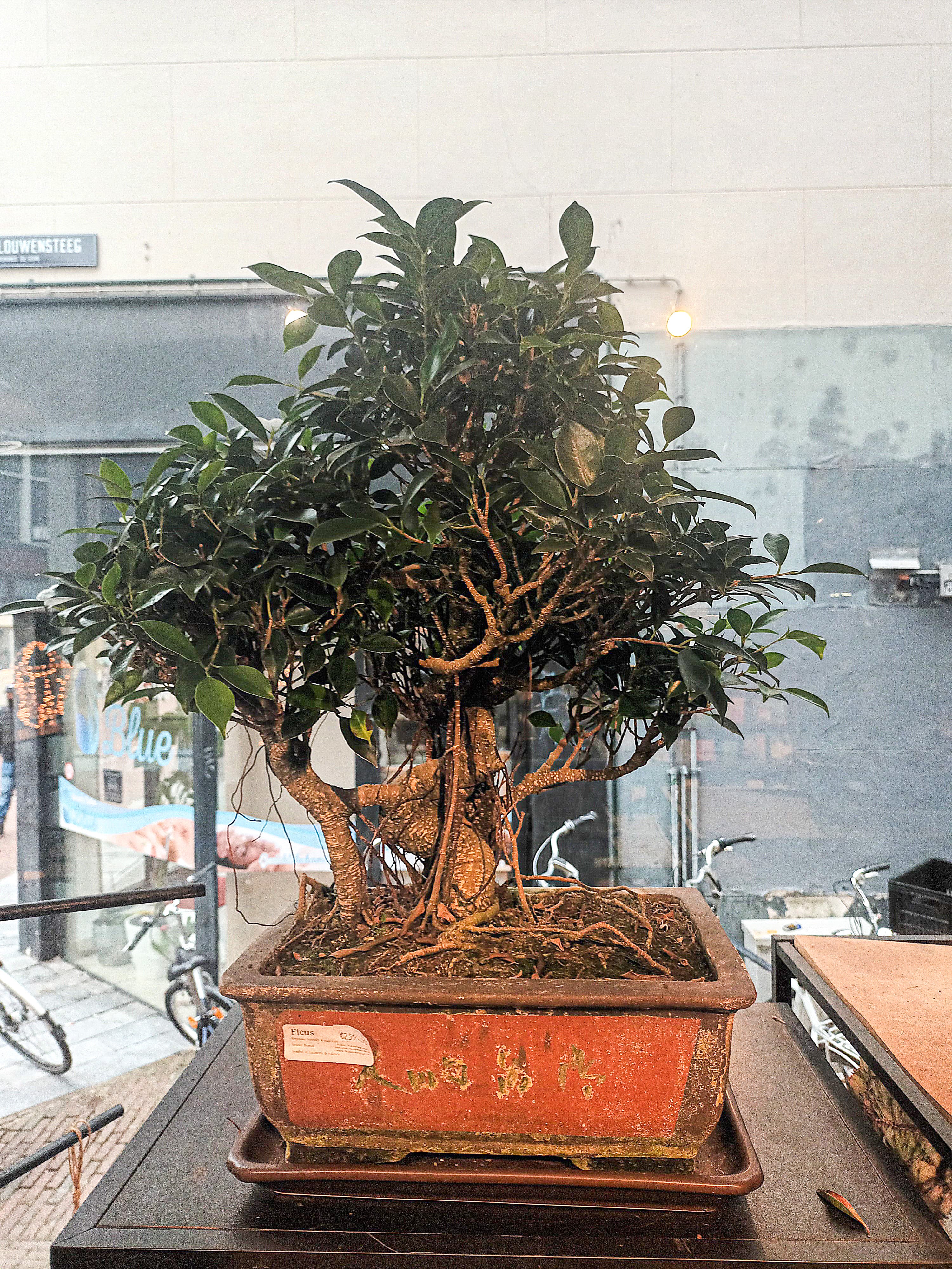 Large Ficus Bonsai (calligraphy pot) - Image 3