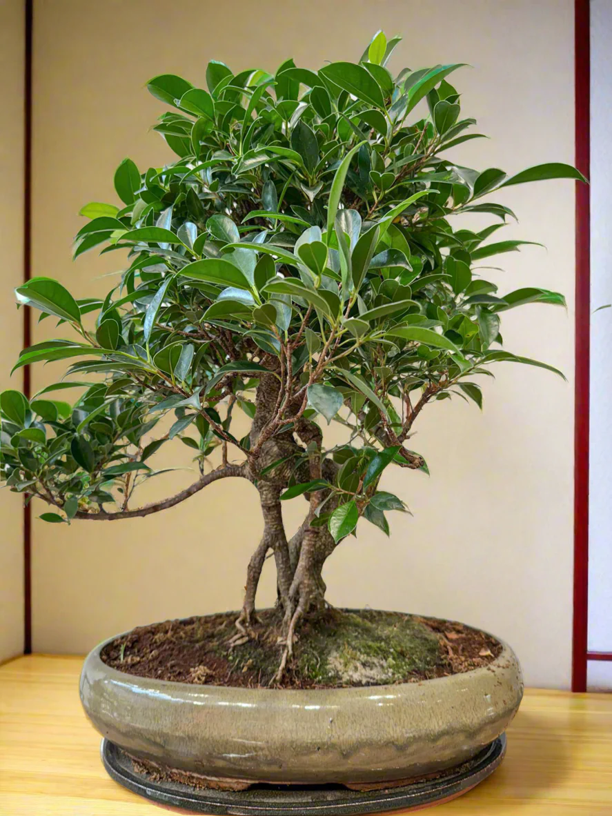 Large Ficus Bonsai with aerial root - Image 3