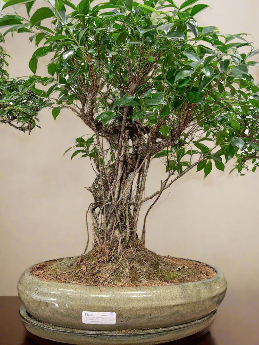 Large Ficus Bonsai with aerial root - Image 4