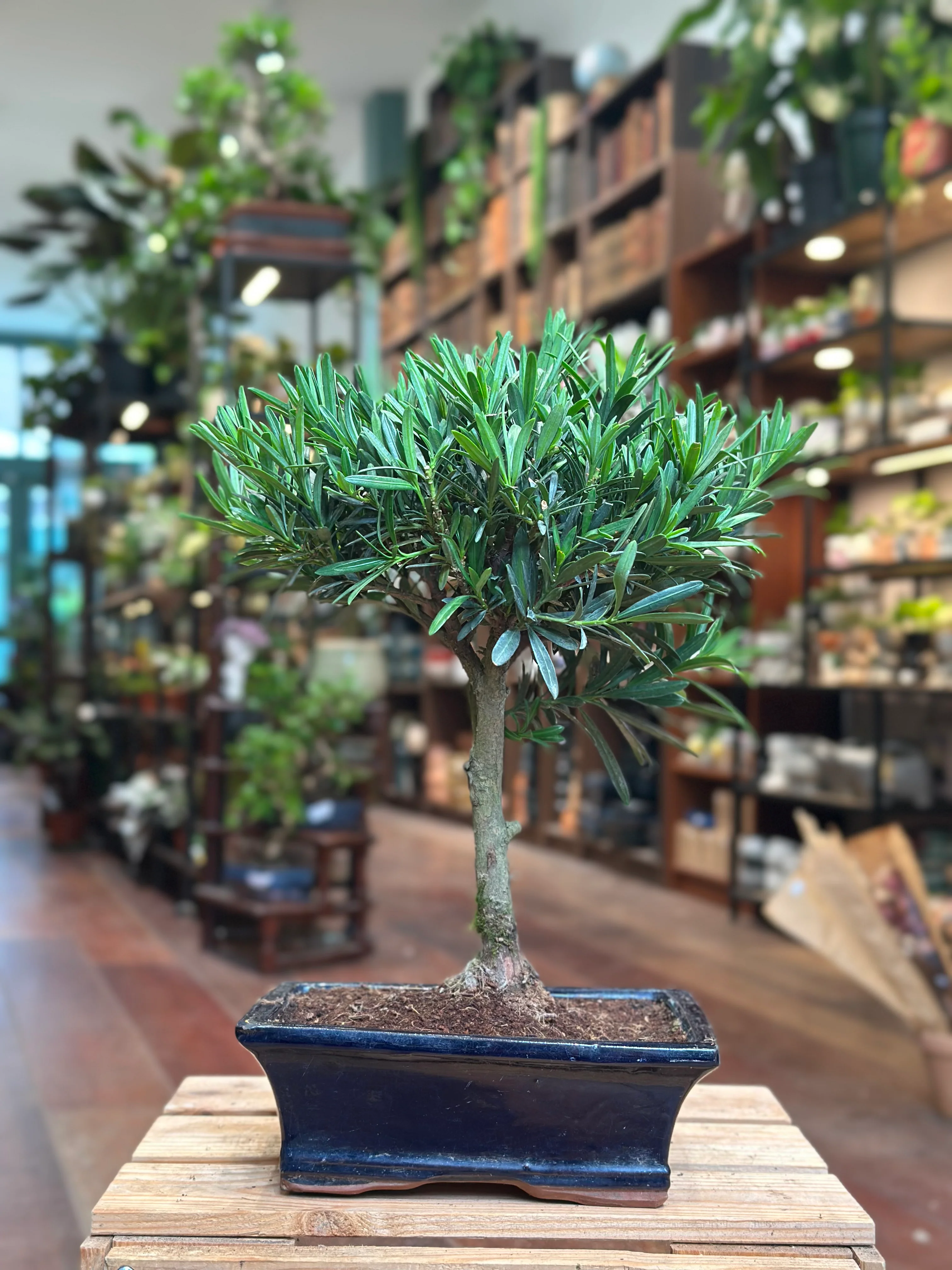 Podocarpus Bonsai - Image 3