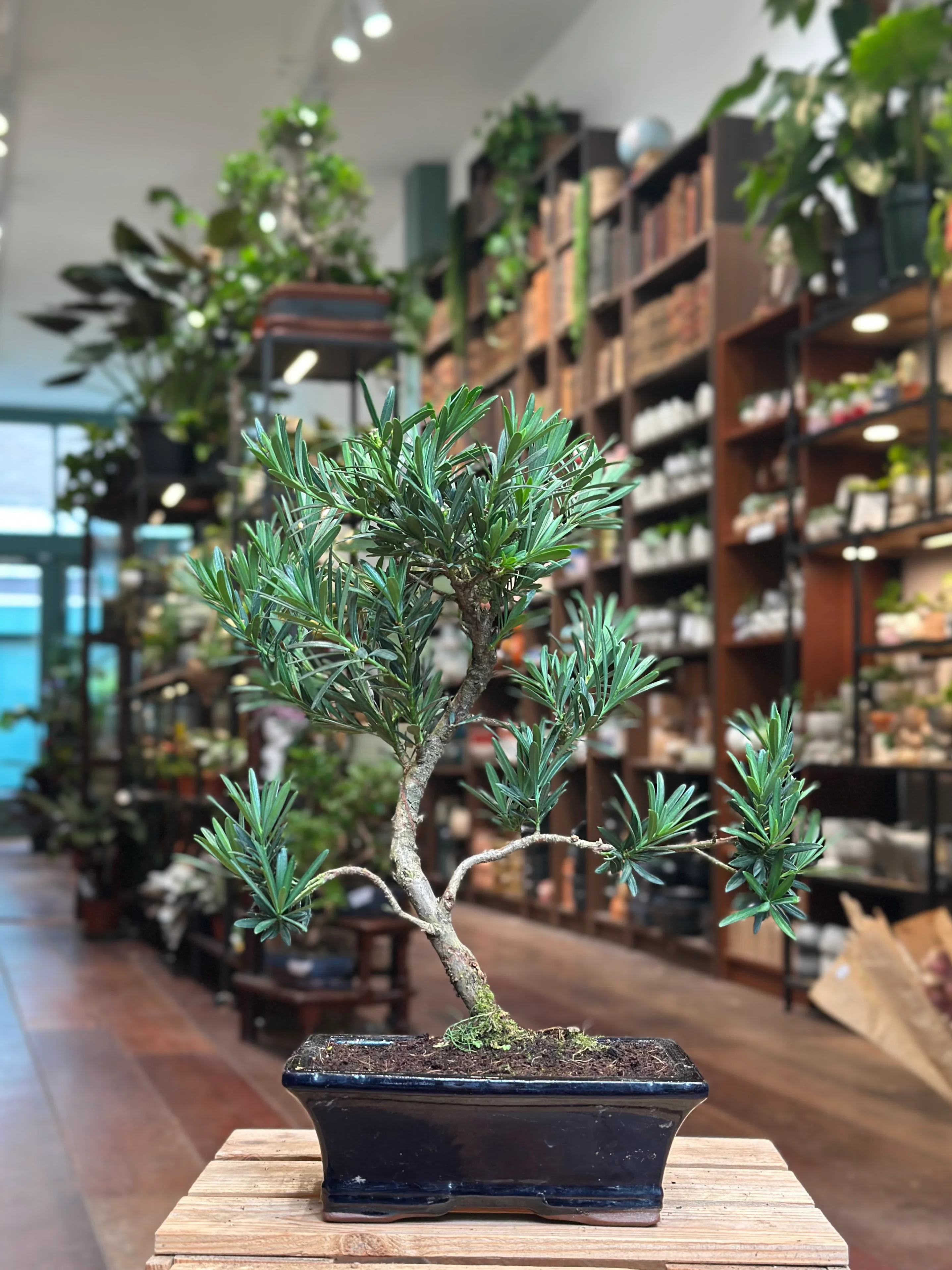 Podocarpus Bonsai - Image 4