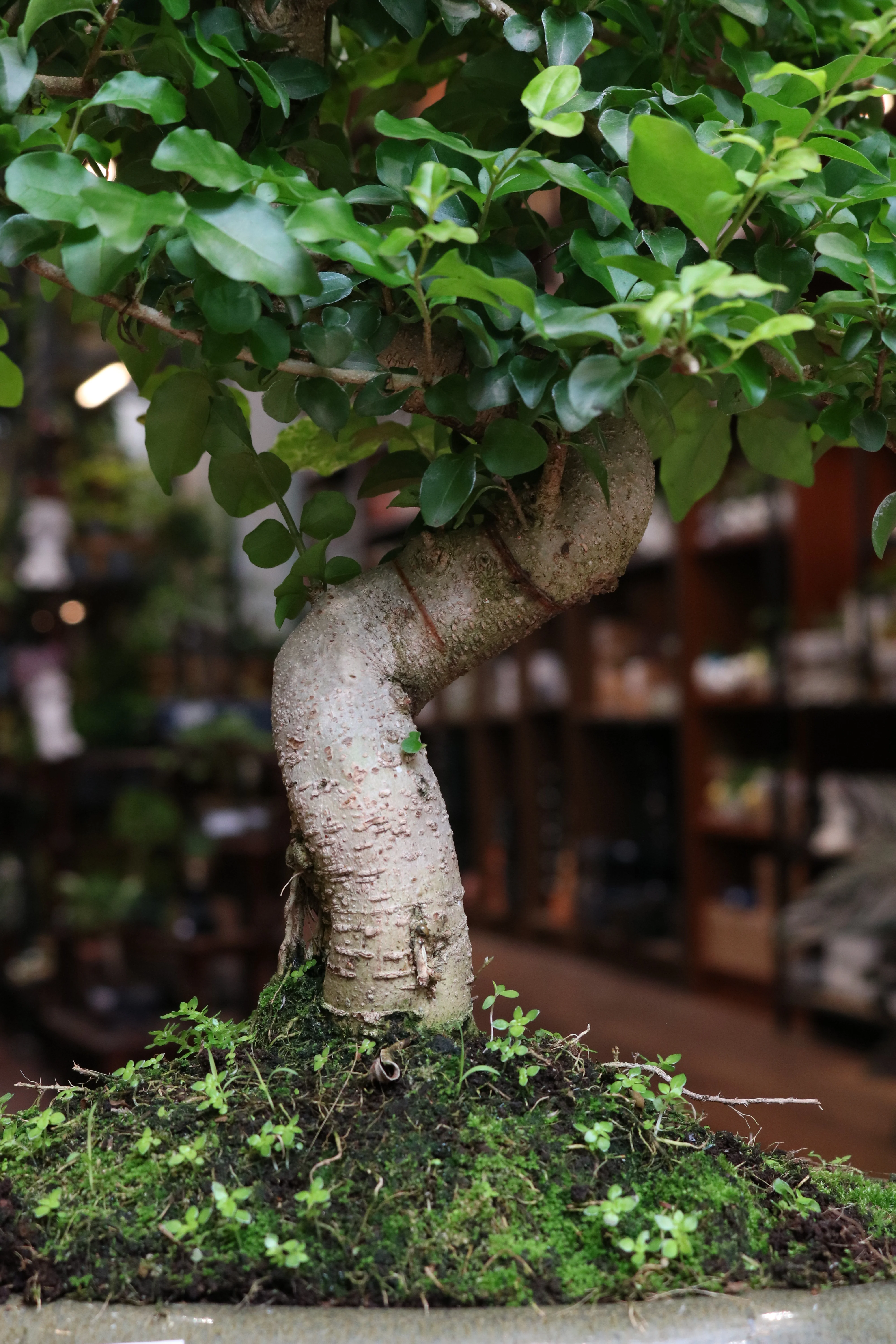 Ligustrum Bonsai (large) - Image 3