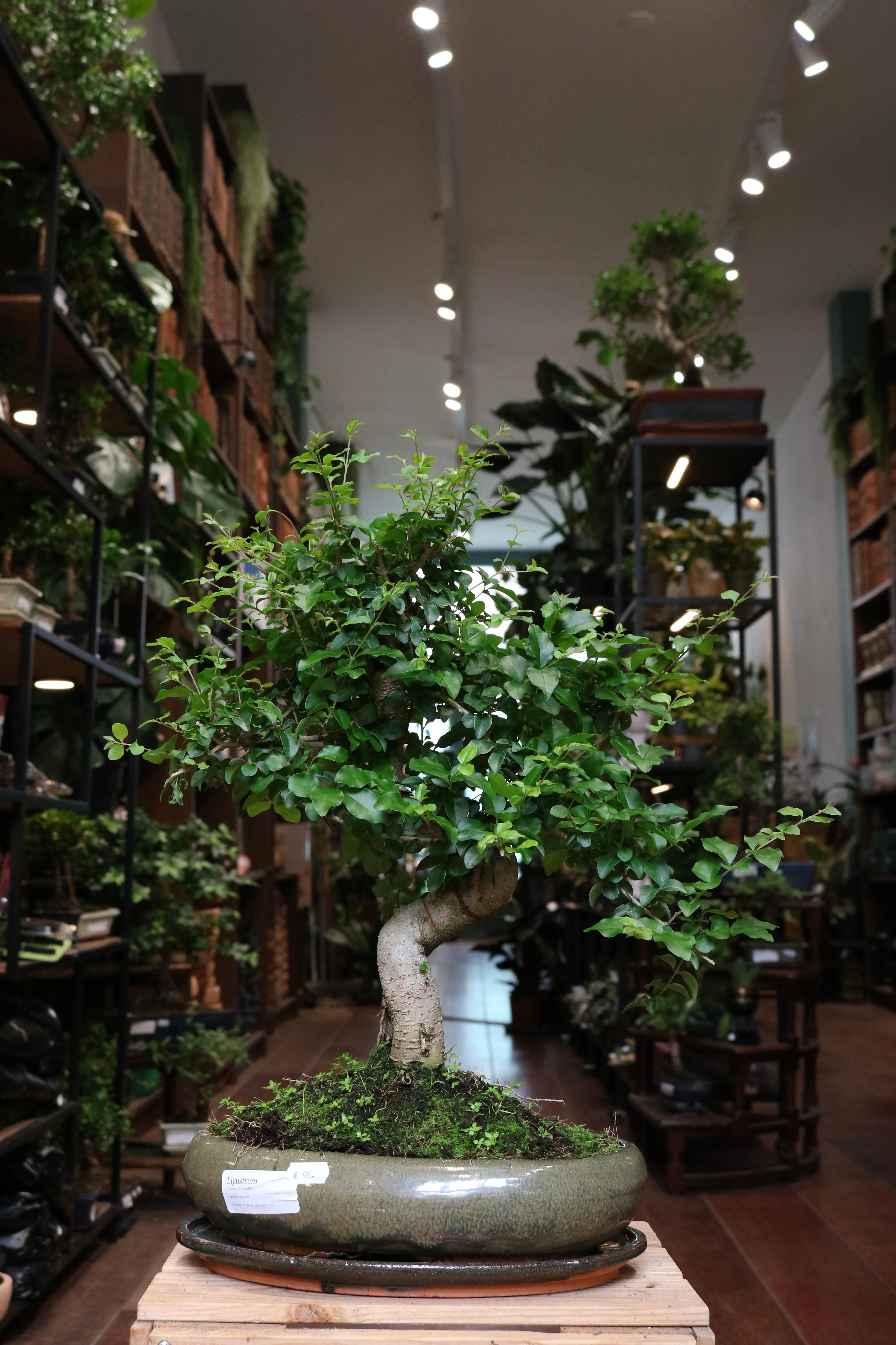 Ligustrum Bonsai (large) - Image 4