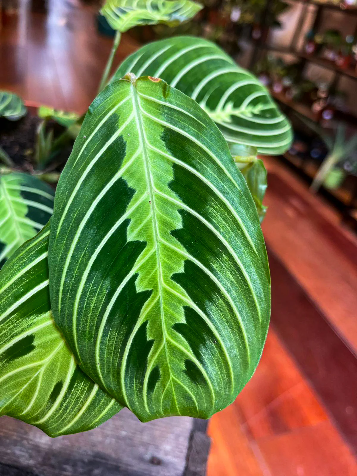 Maranta Lemon Lime - Image 3