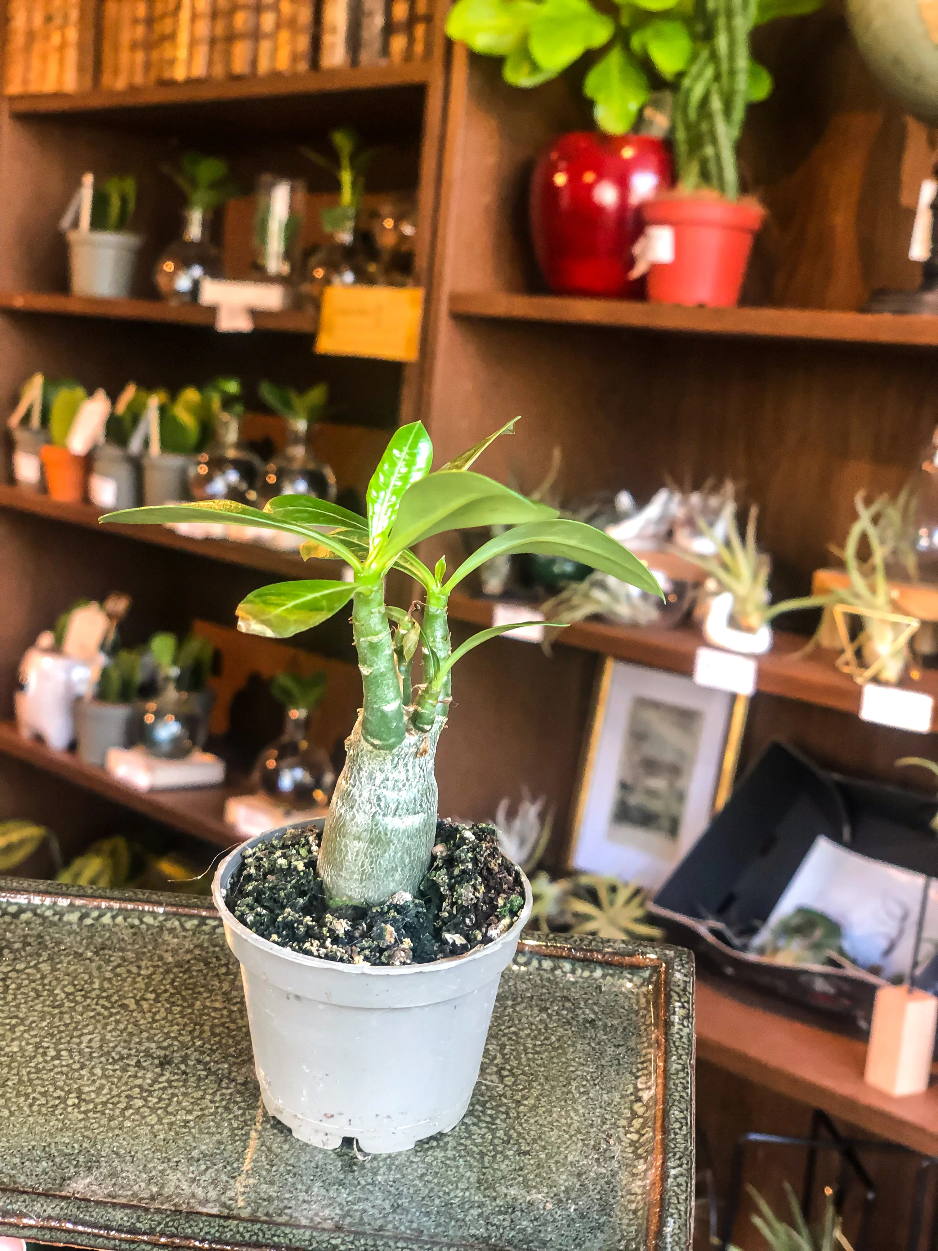 Small Desert Rose (Adenium Obesum) - Image 2