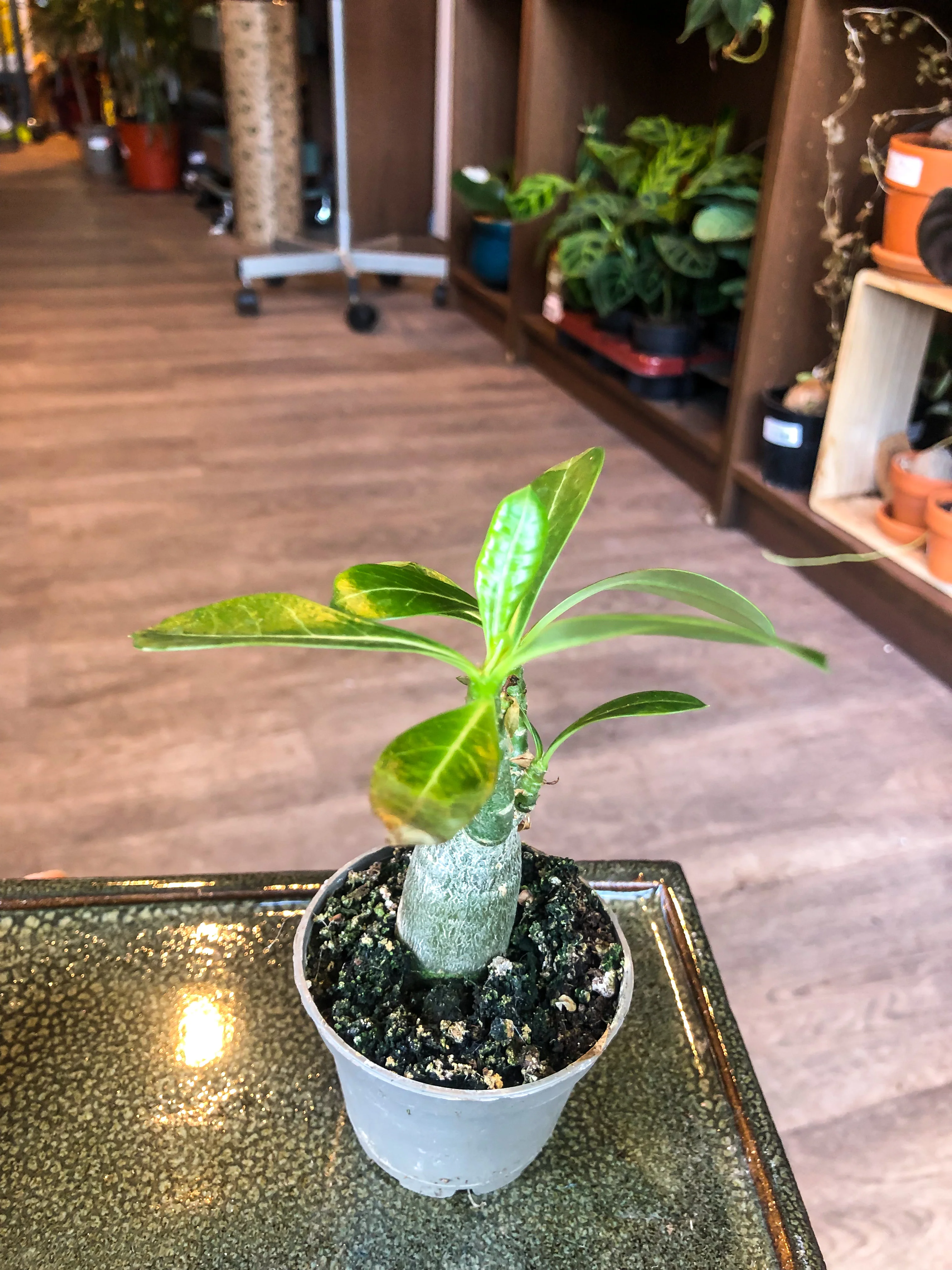 Small Desert Rose (Adenium Obesum) - Image 3