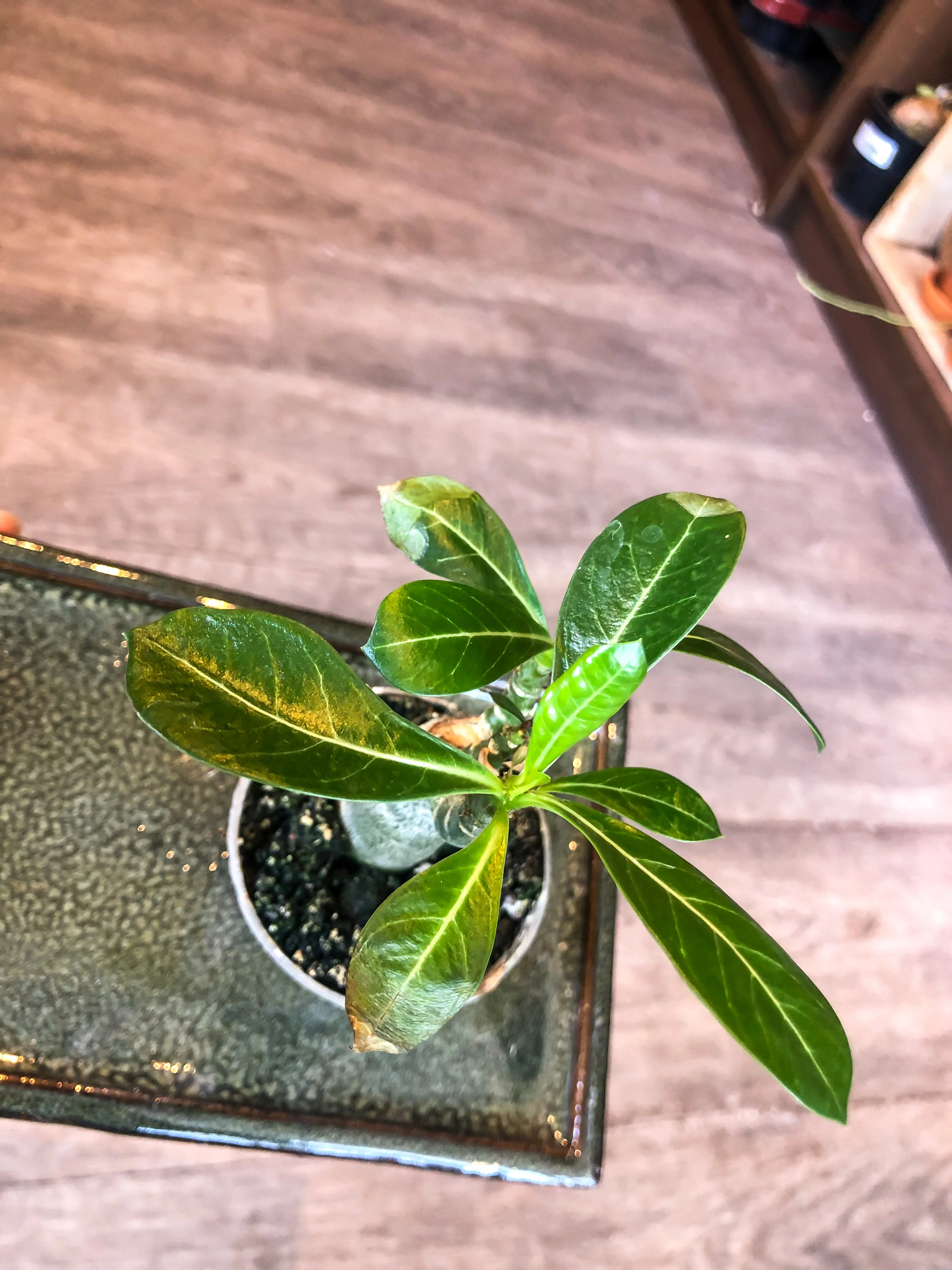 Small Desert Rose (Adenium Obesum) - Image 4