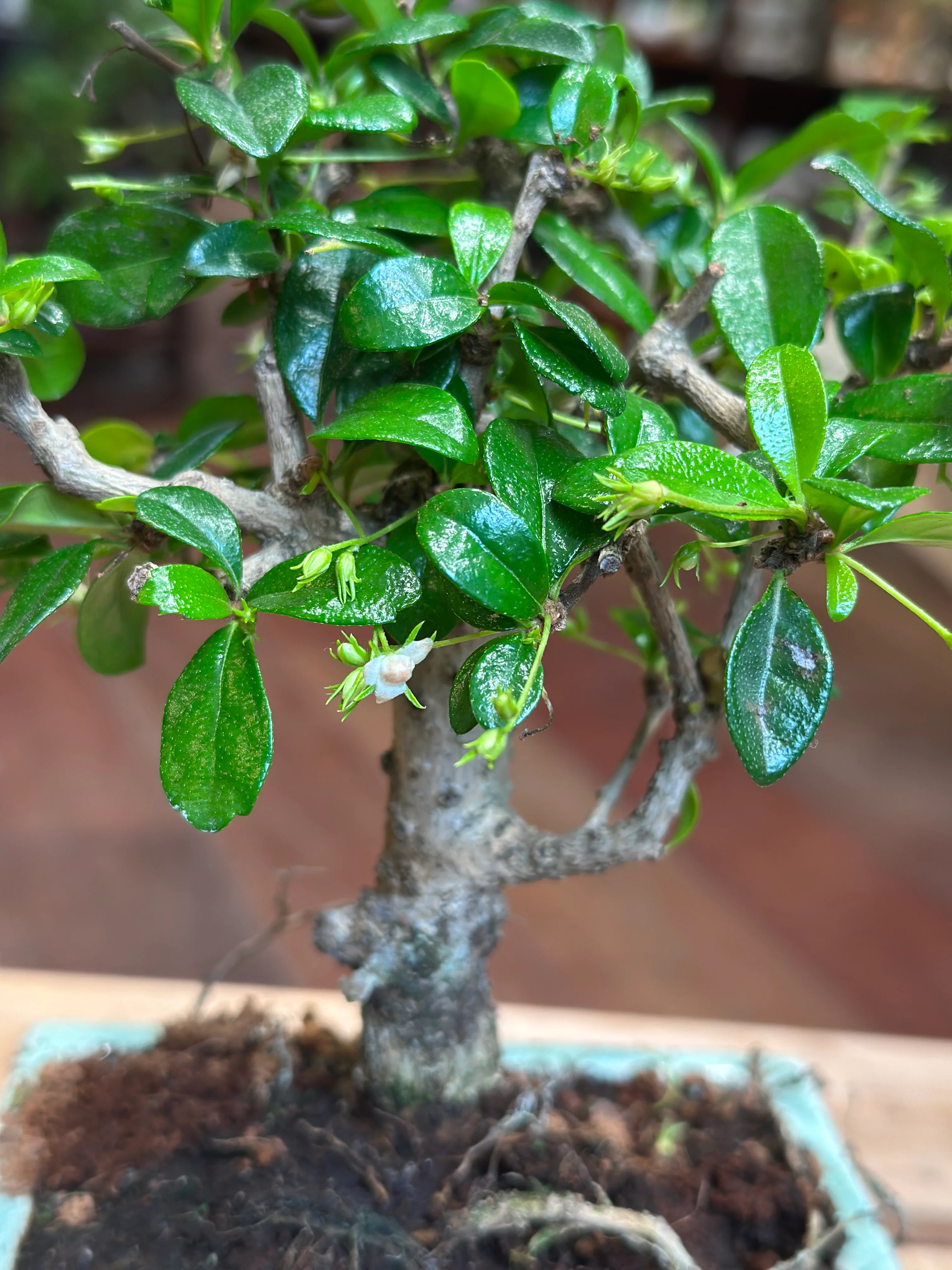 Carmona bonsai (mini) - Image 3
