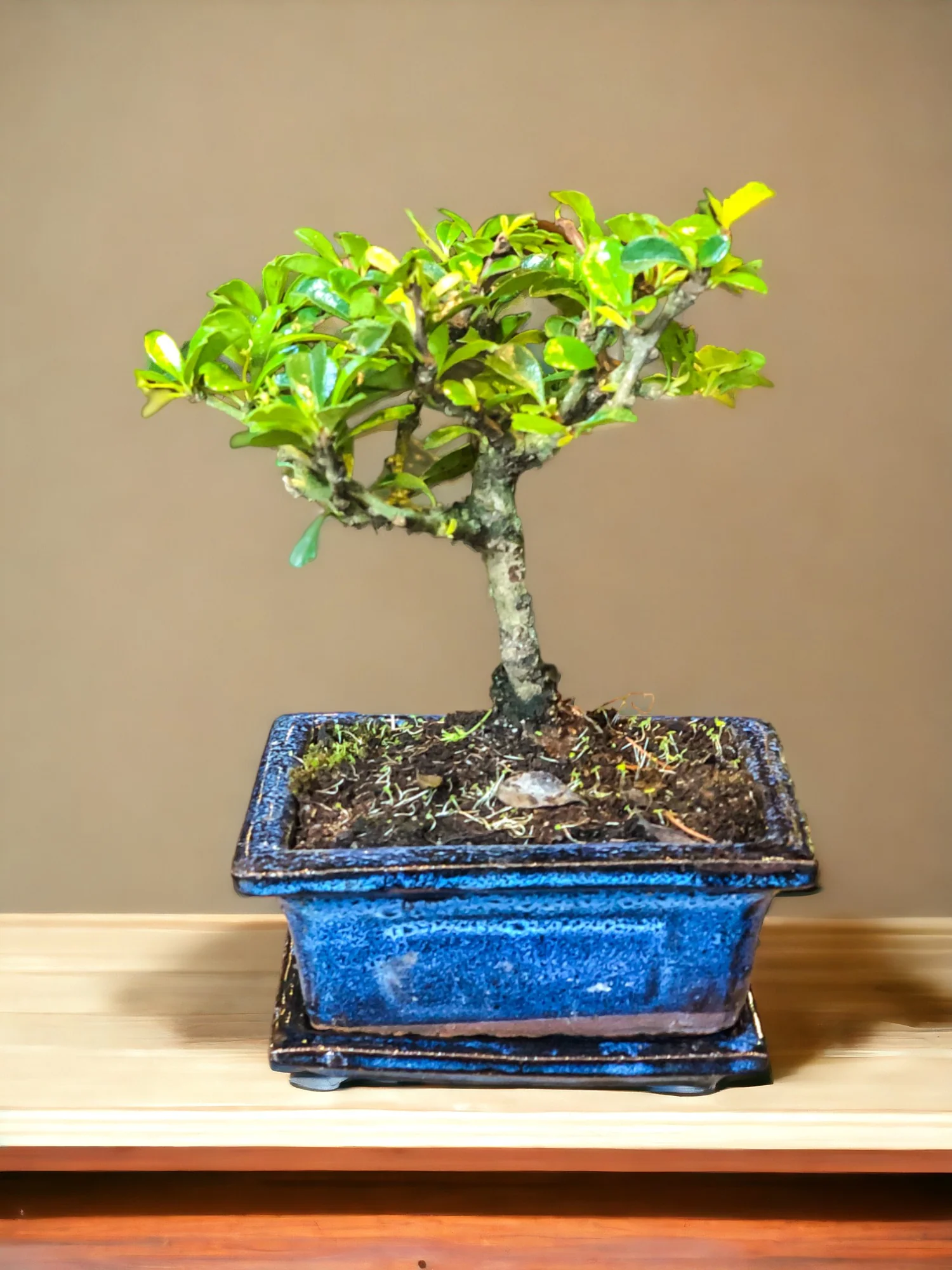 Carmona bonsai (mini) - Image 4