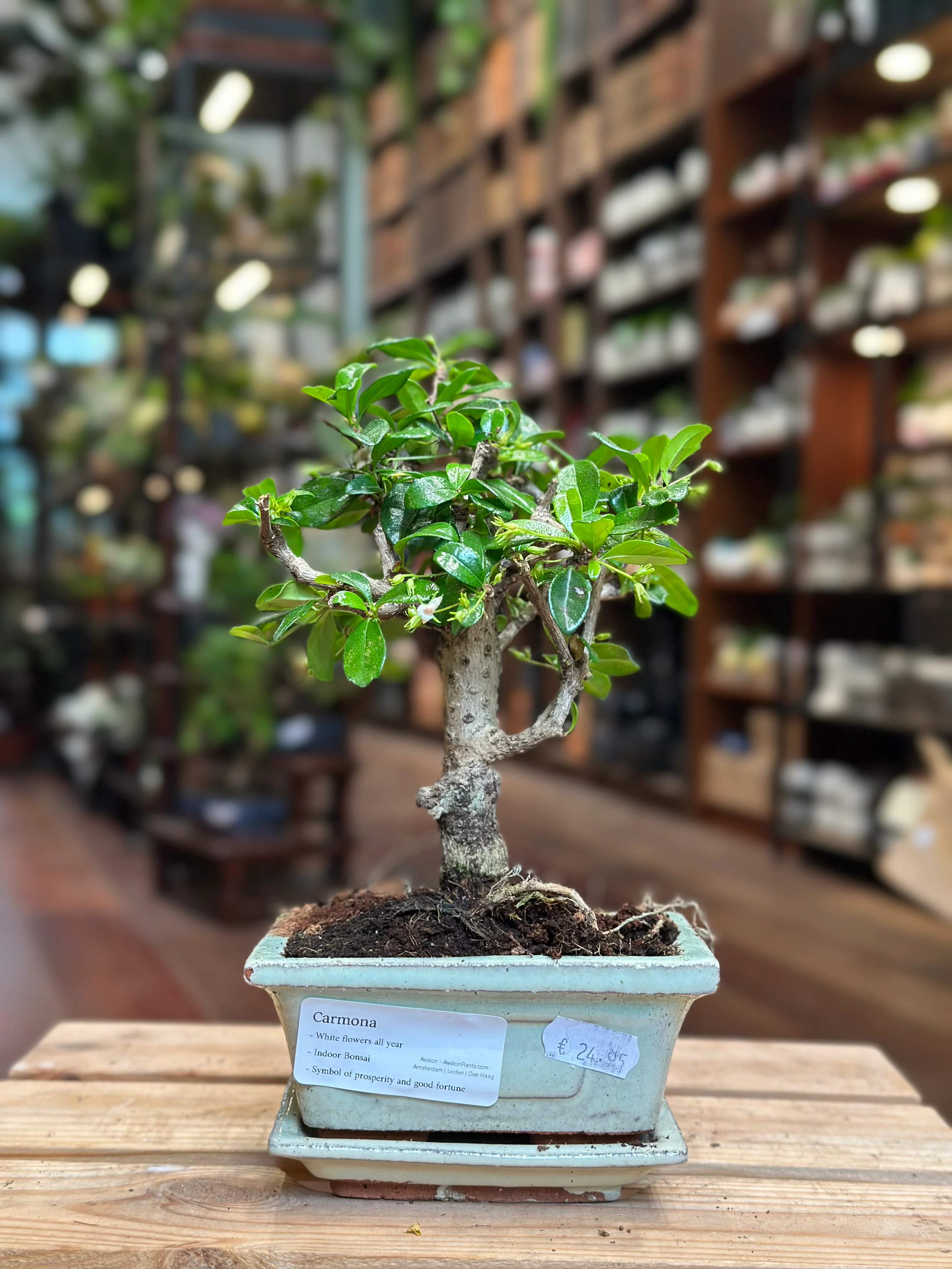 Carmona bonsai (mini) - Image 5