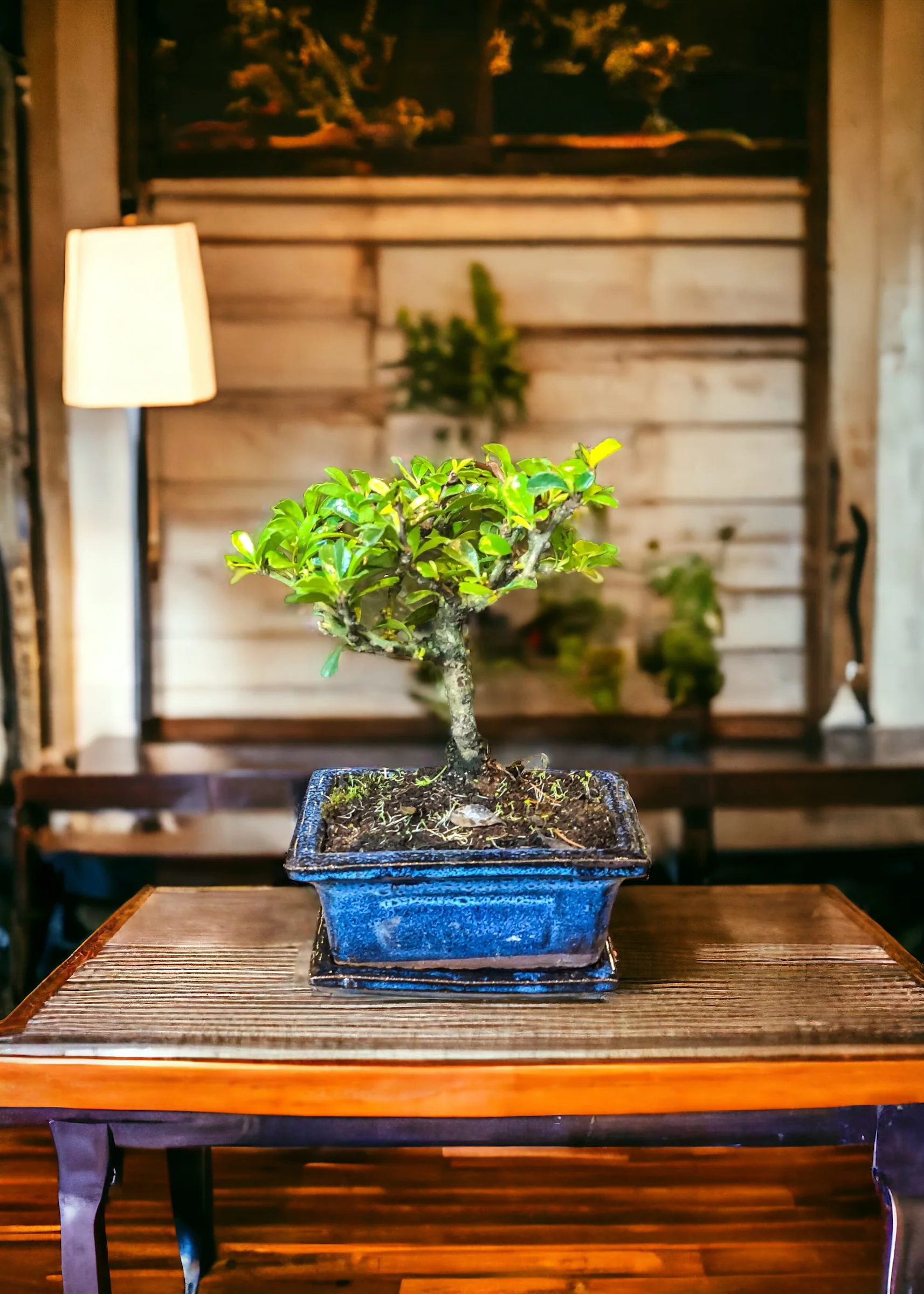 Carmona bonsai (mini) - Image 6