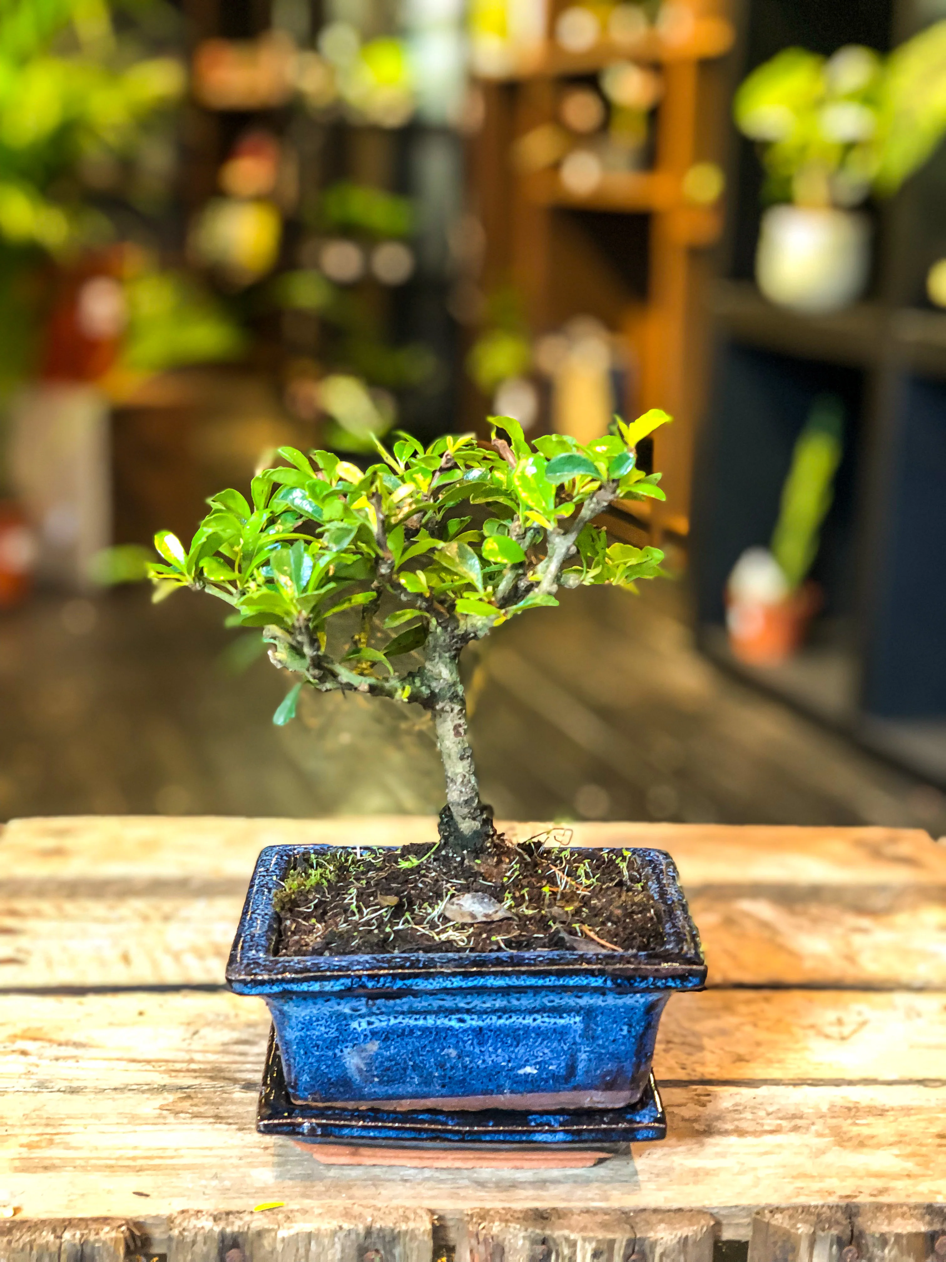 Carmona bonsai (mini) - Image 7