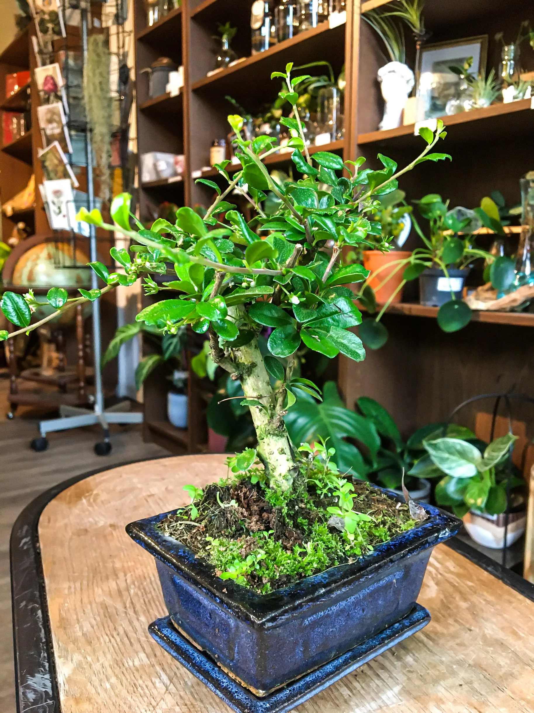 Carmona bonsai (mini) - Image 8