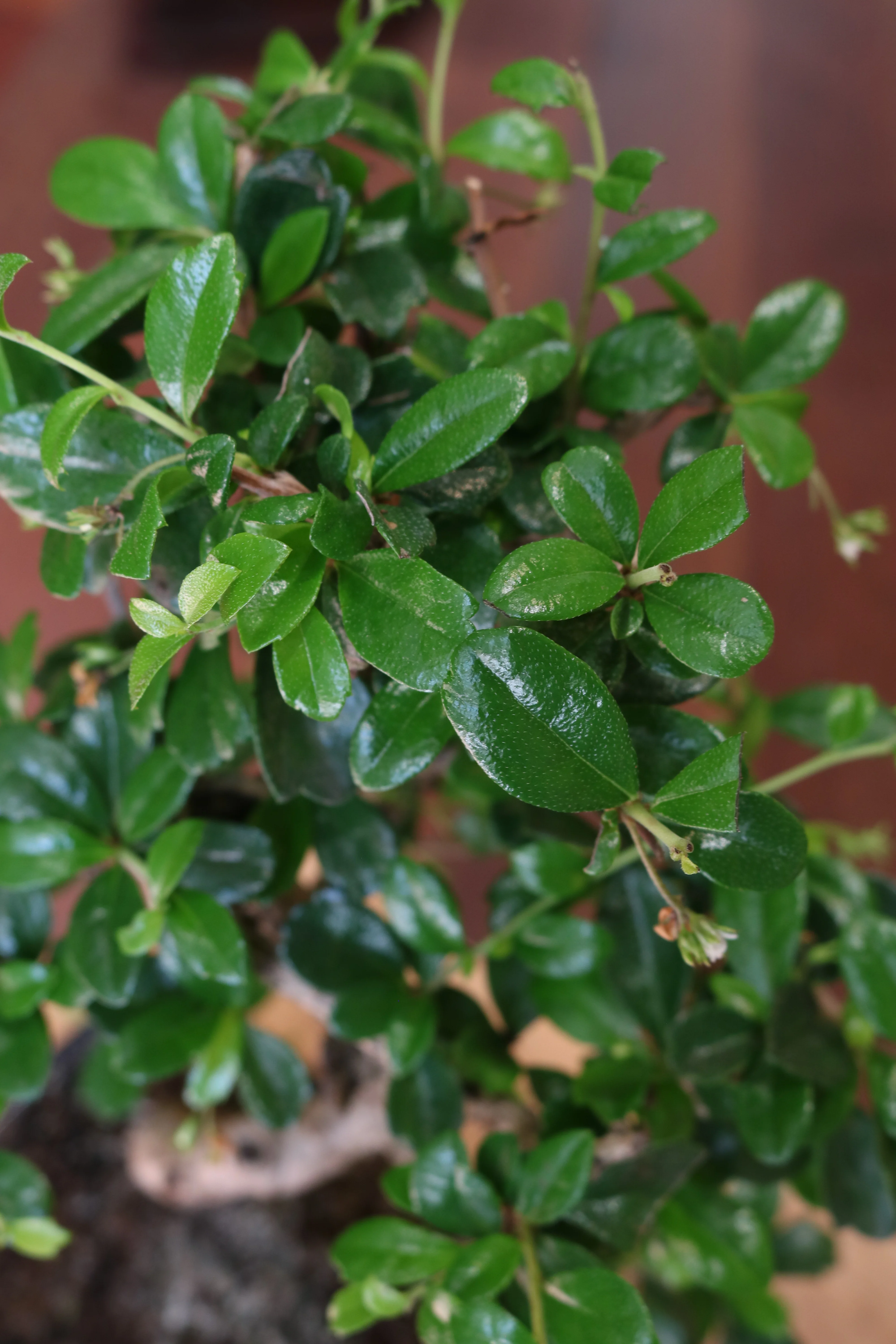 Carmona Bonsai | Moyogi Style (S-shaped, Informal Upright Style) - Image 3