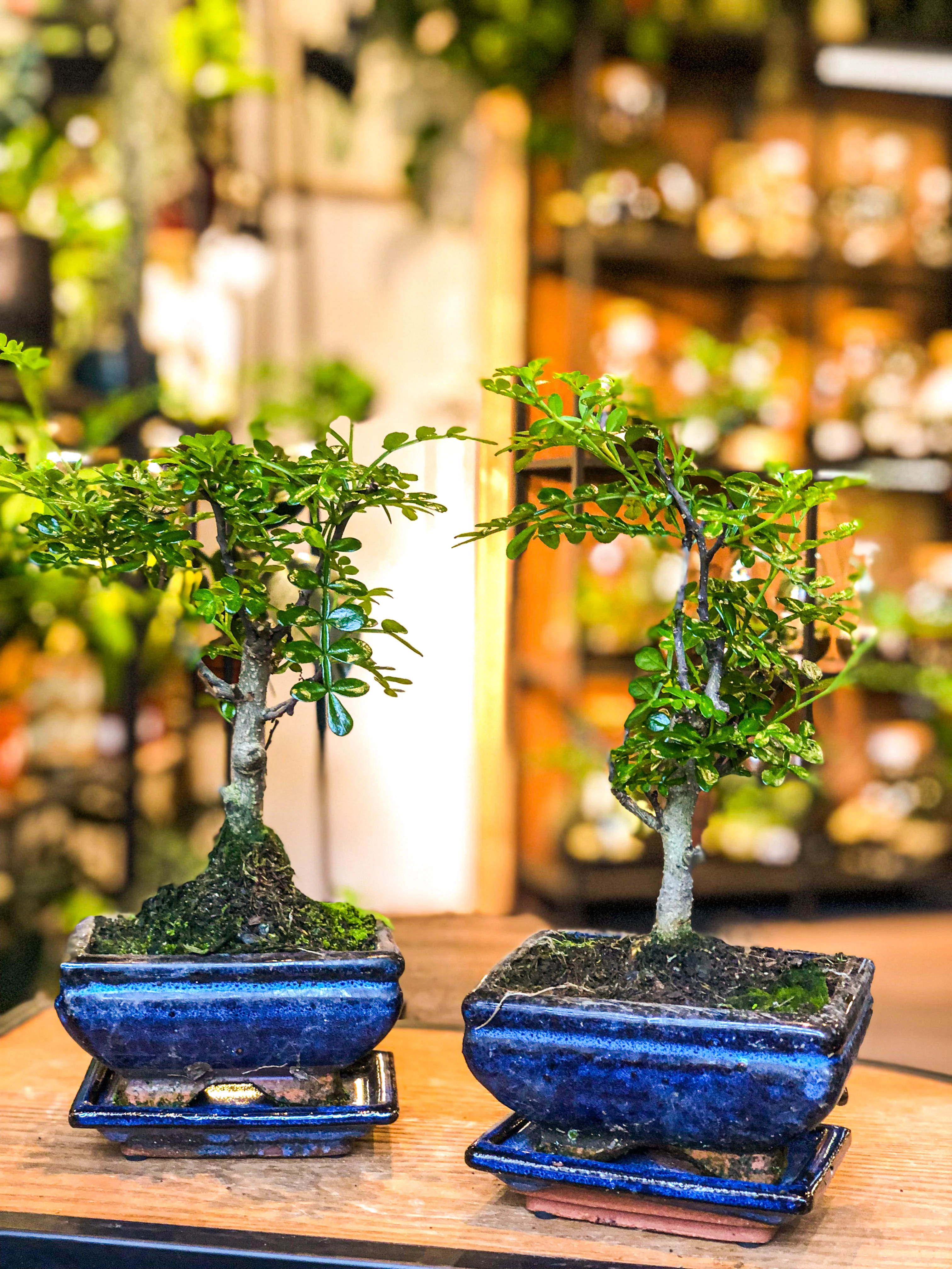 Chinese Pepper Tree (Mini) - Image 3