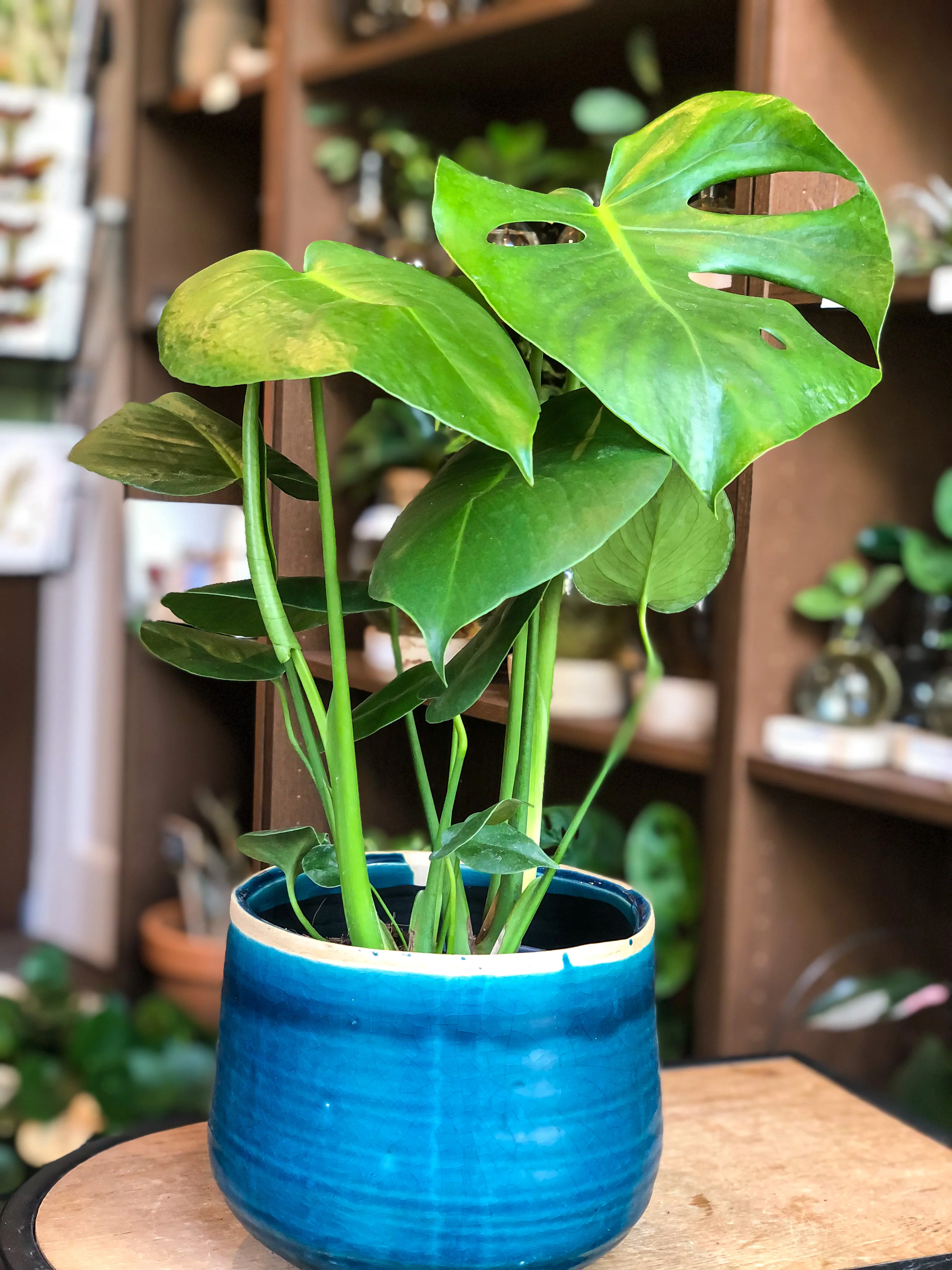 Monstera Deliciosa