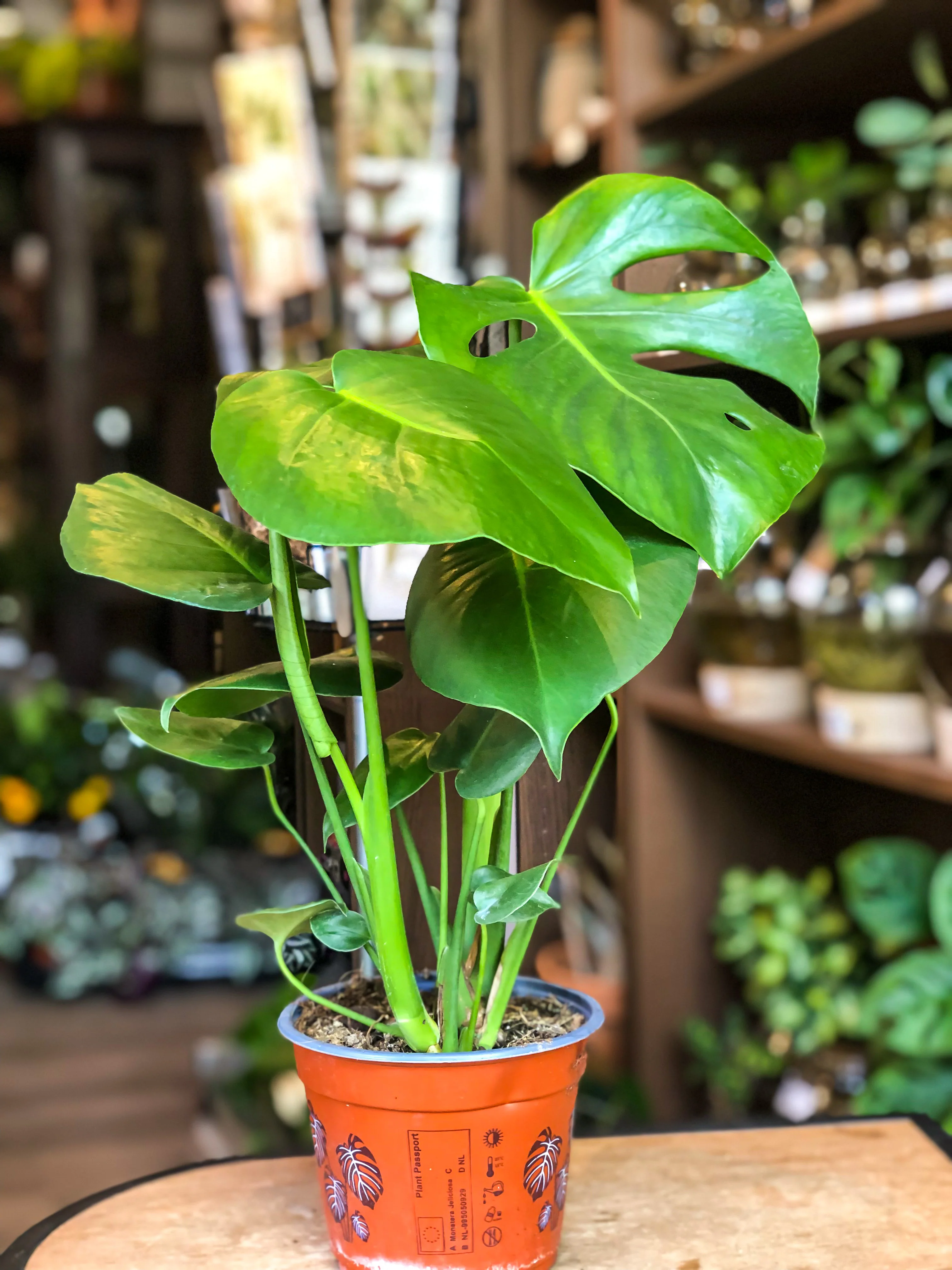 Monstera Deliciosa - Image 2