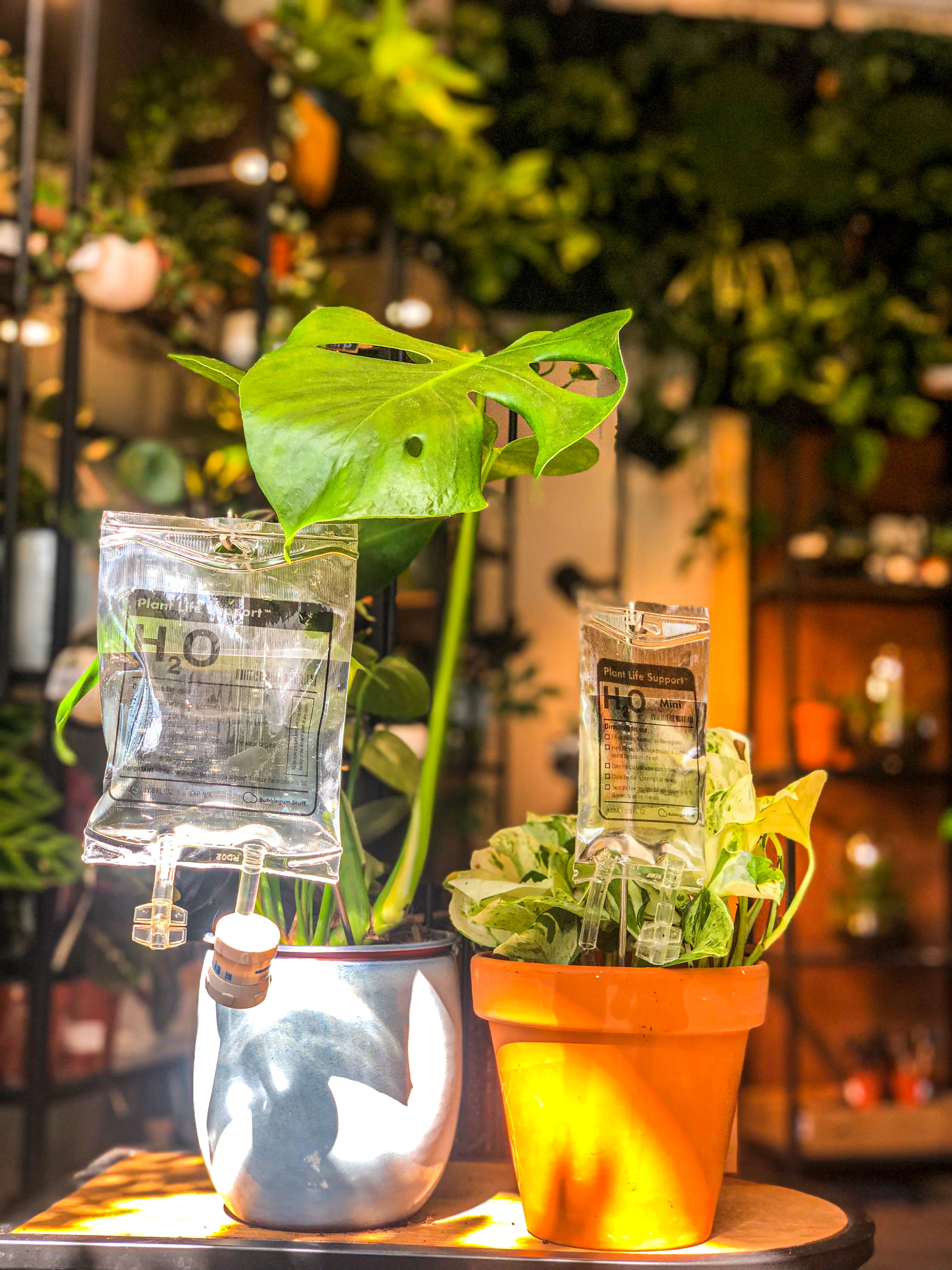 Monstera Deliciosa - Image 3