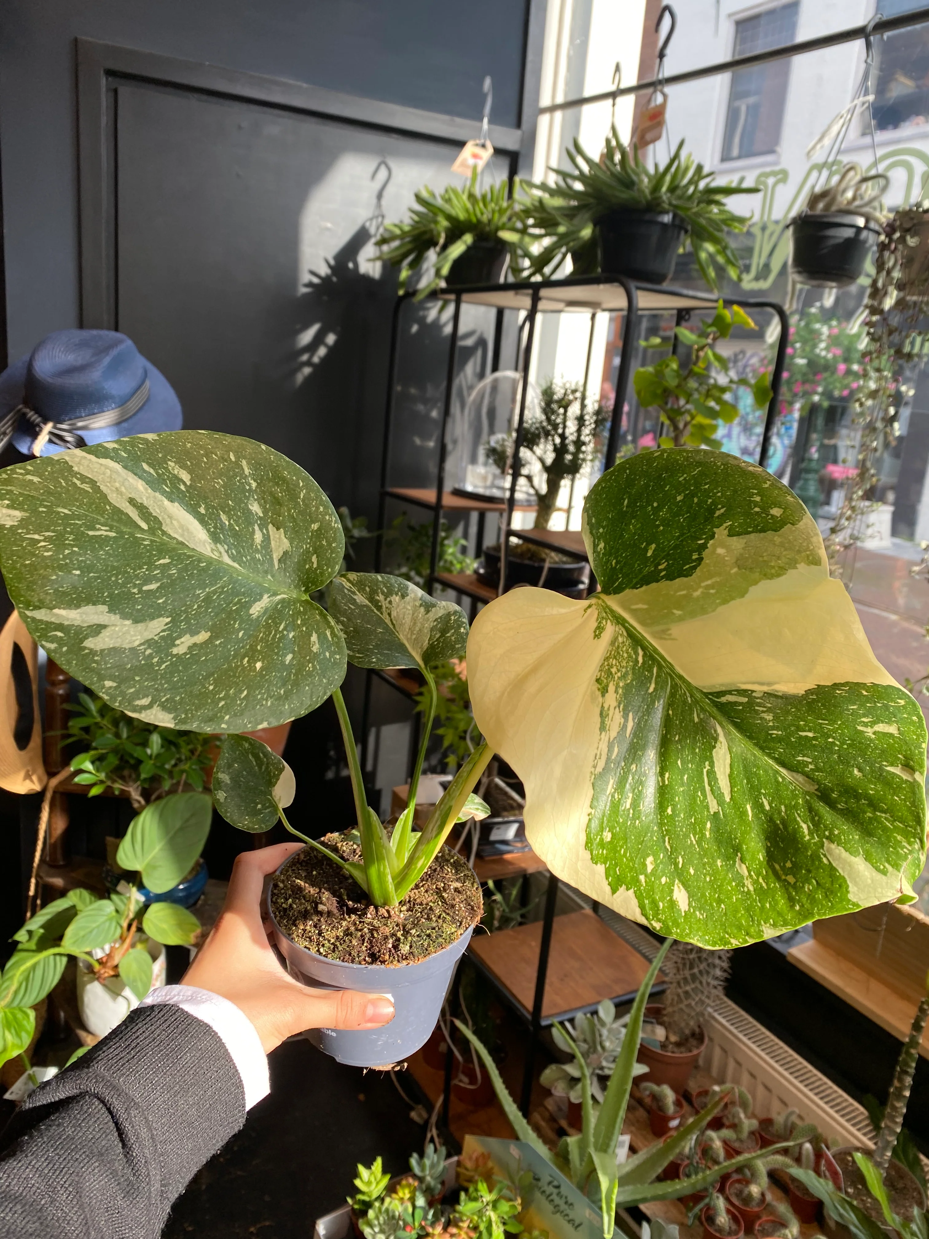 Monstera Thai Constallation - Image 2