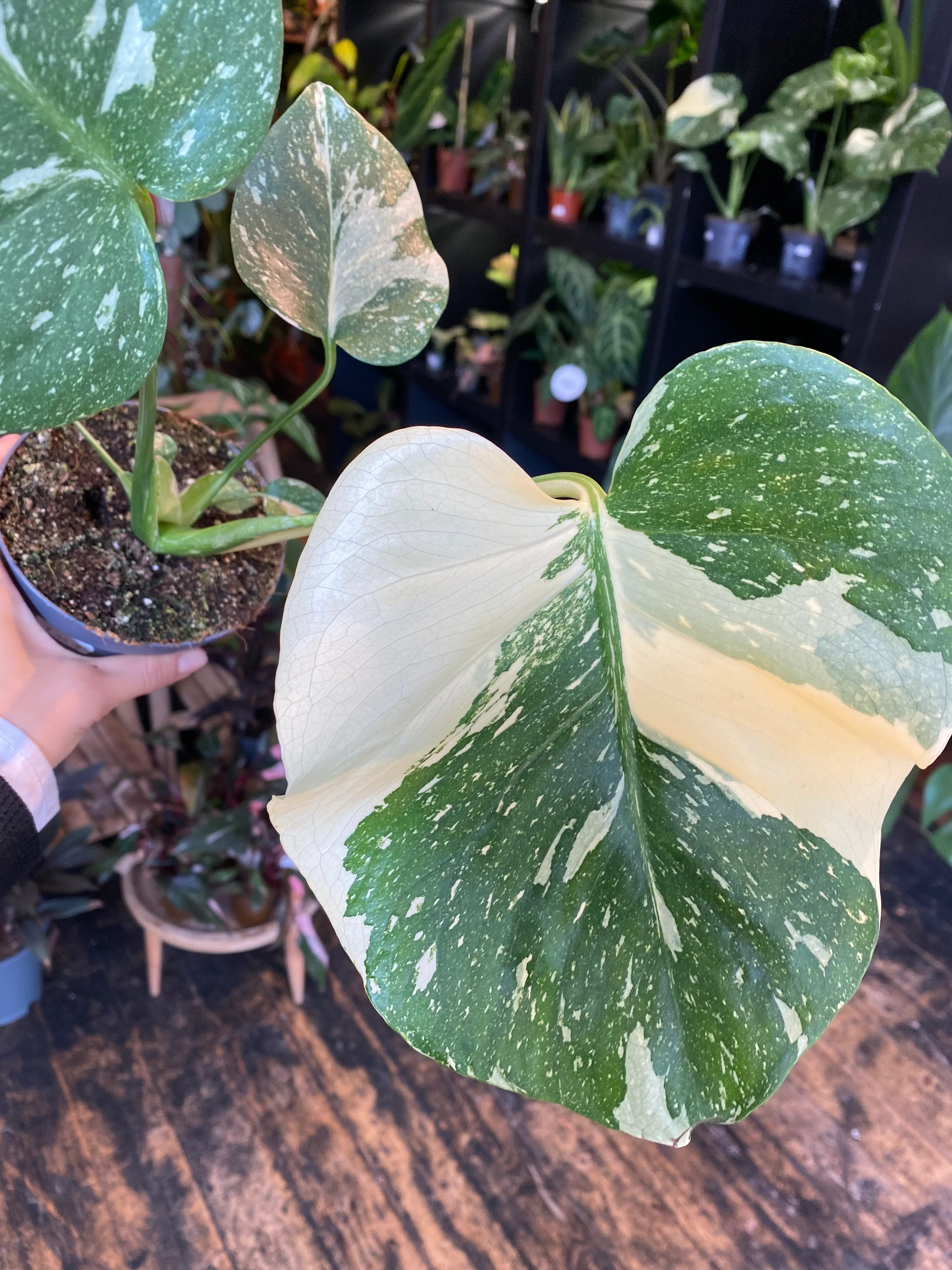 Monstera Thai Constallation - Image 3