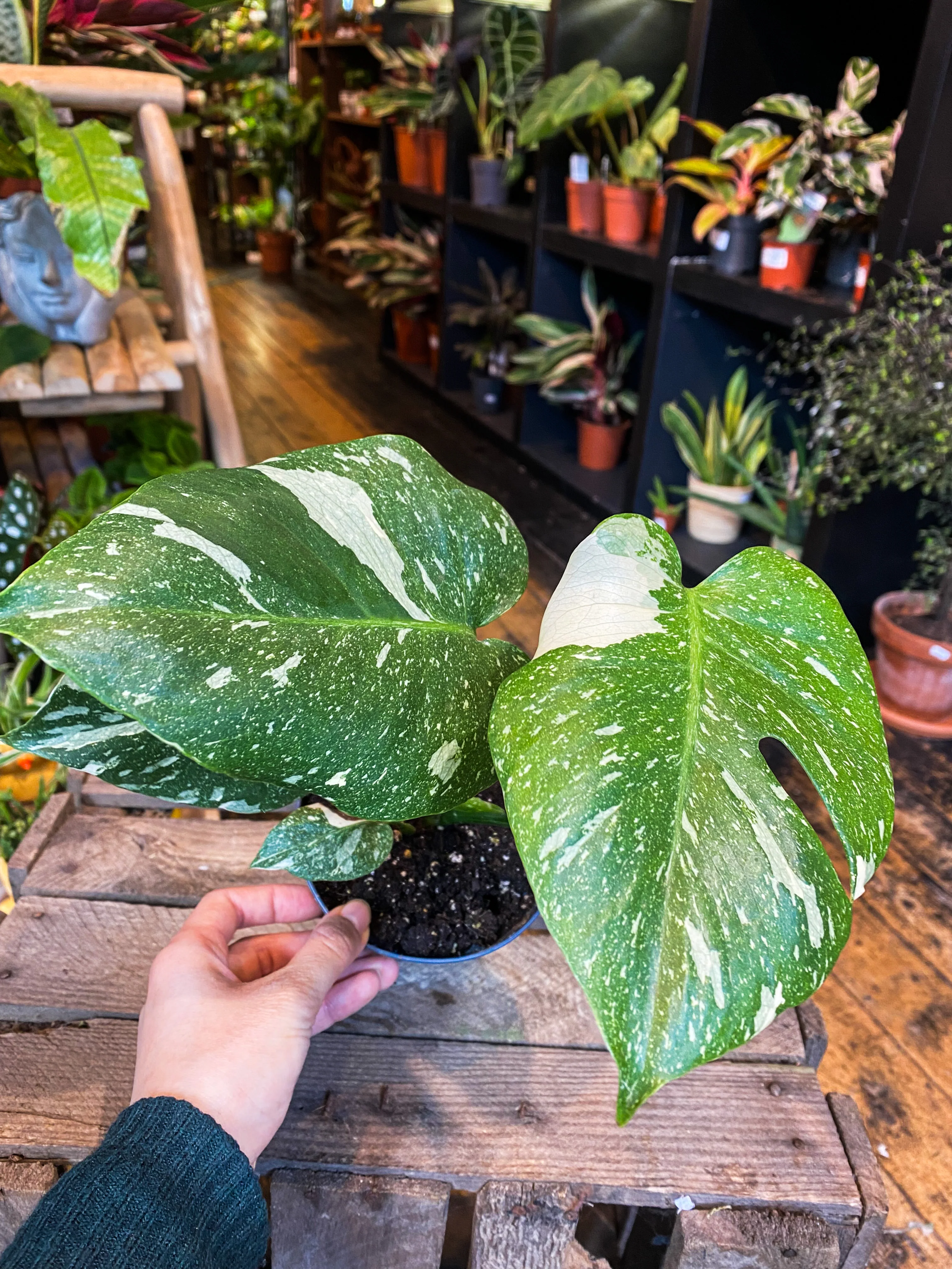 Monstera Thai Constallation - Image 4