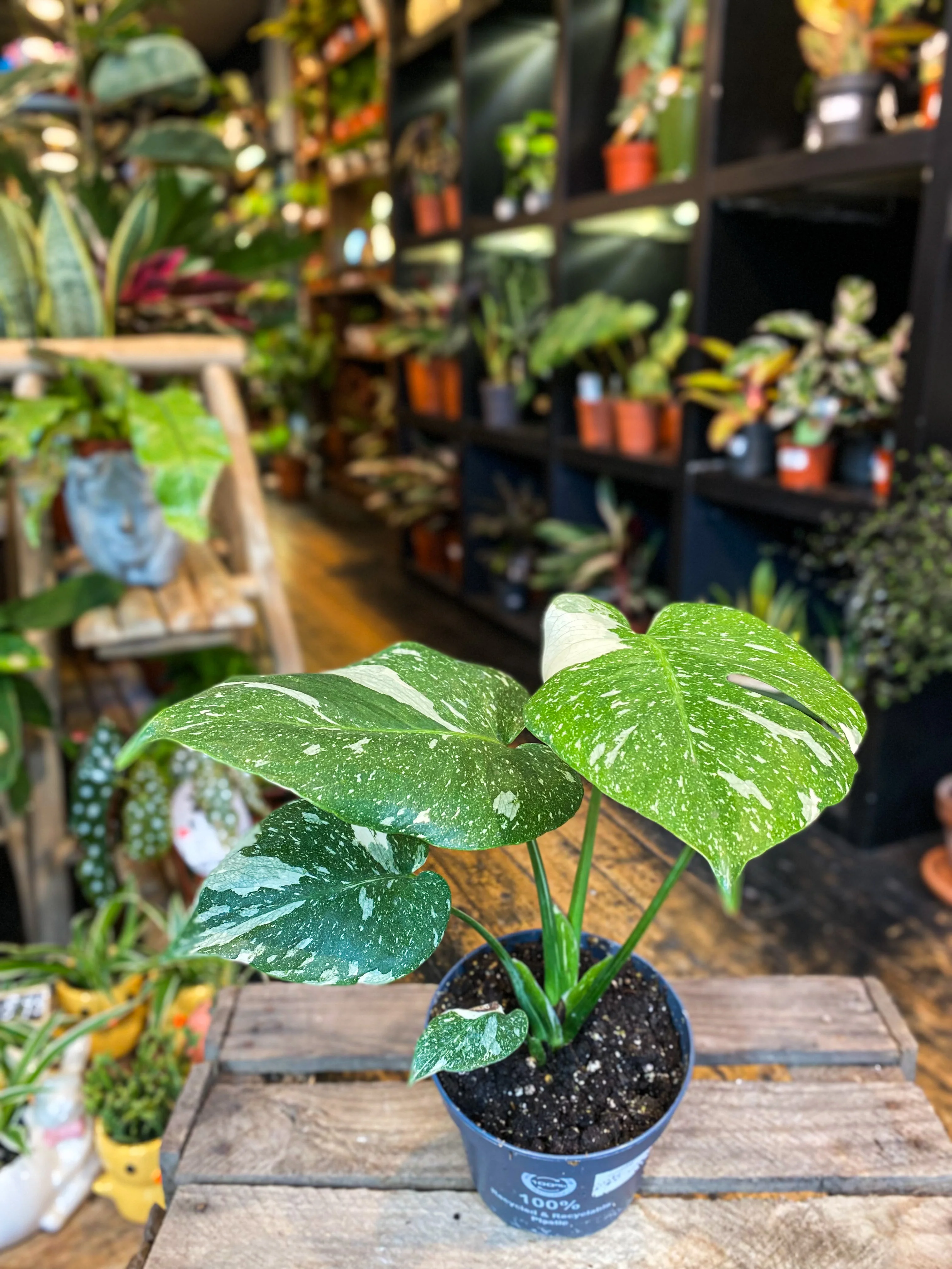 Monstera Thai Constallation - Image 5
