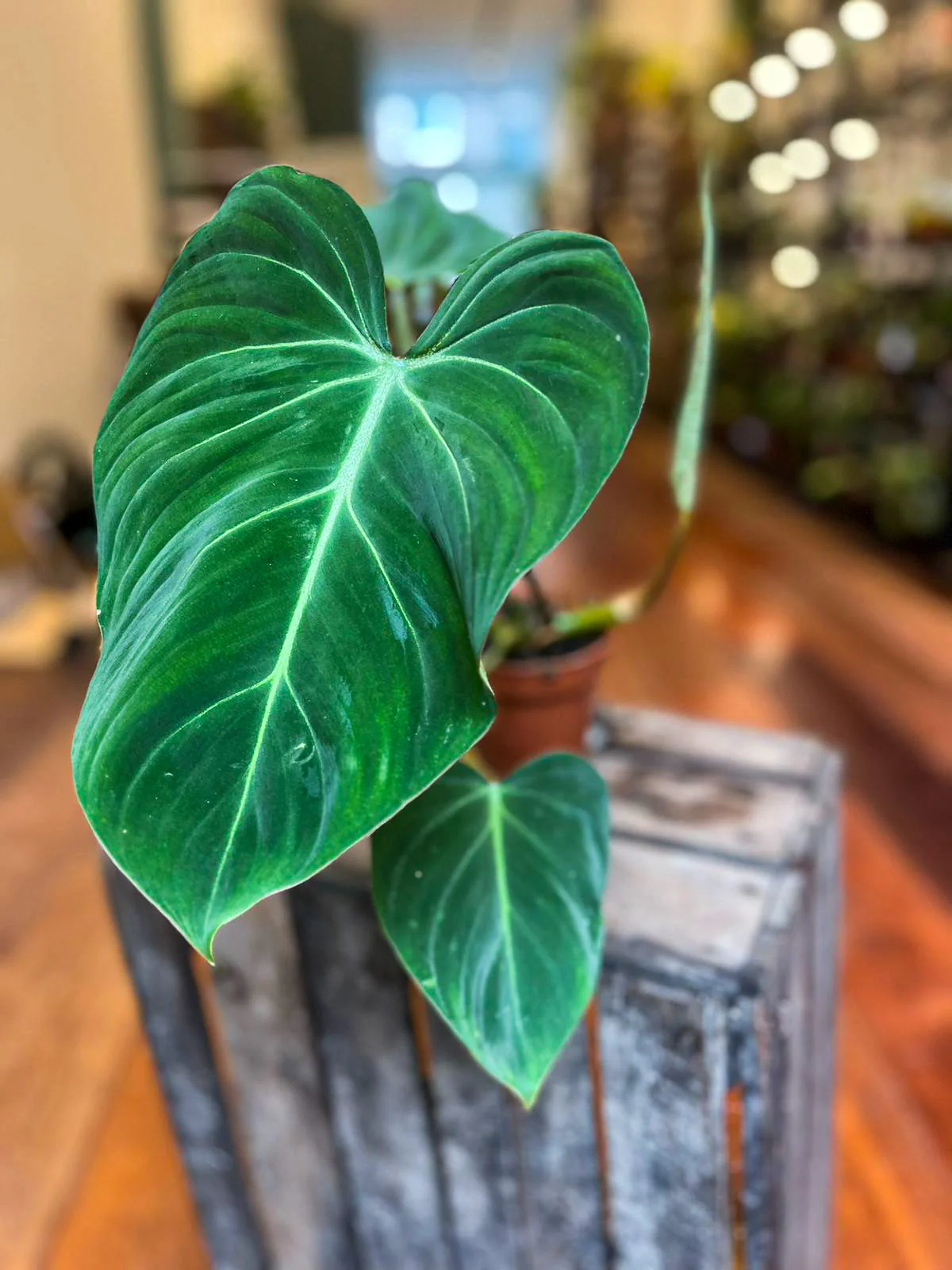 Philodendron Gloriosum - Image 3