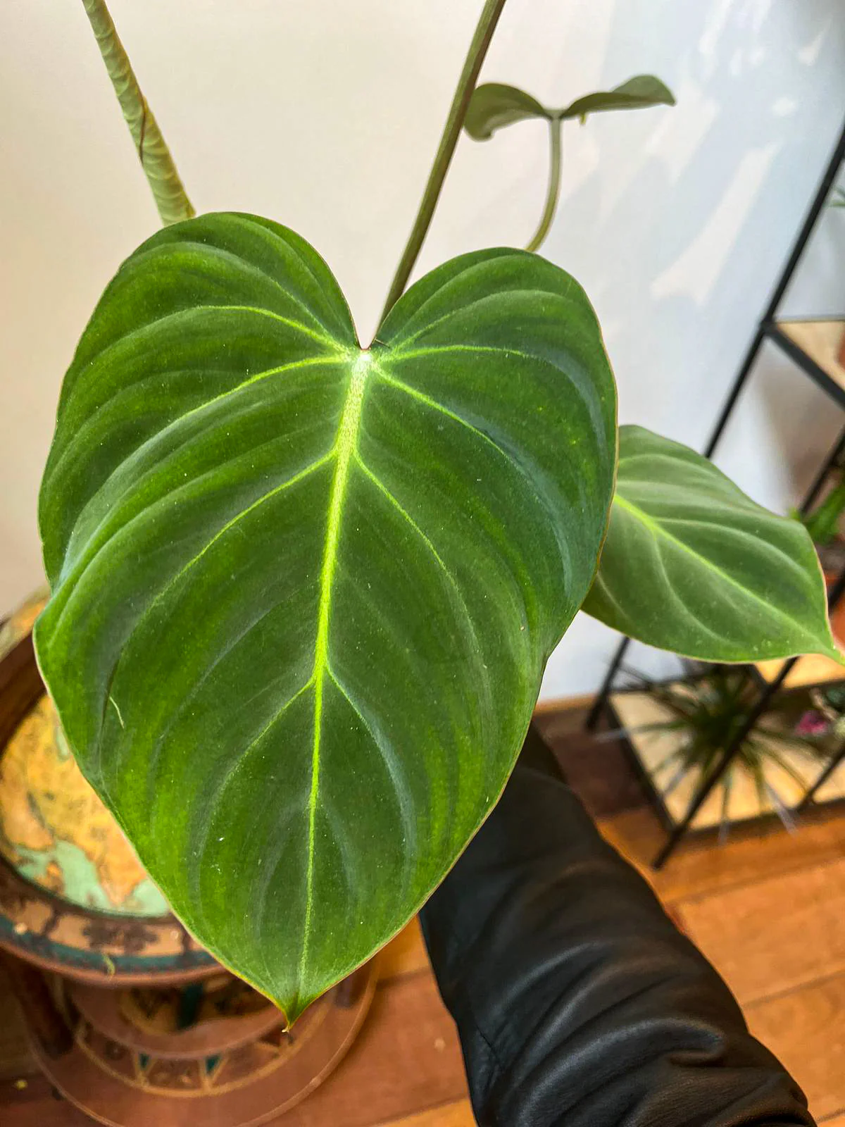 Philodendron Gloriosum - Image 4