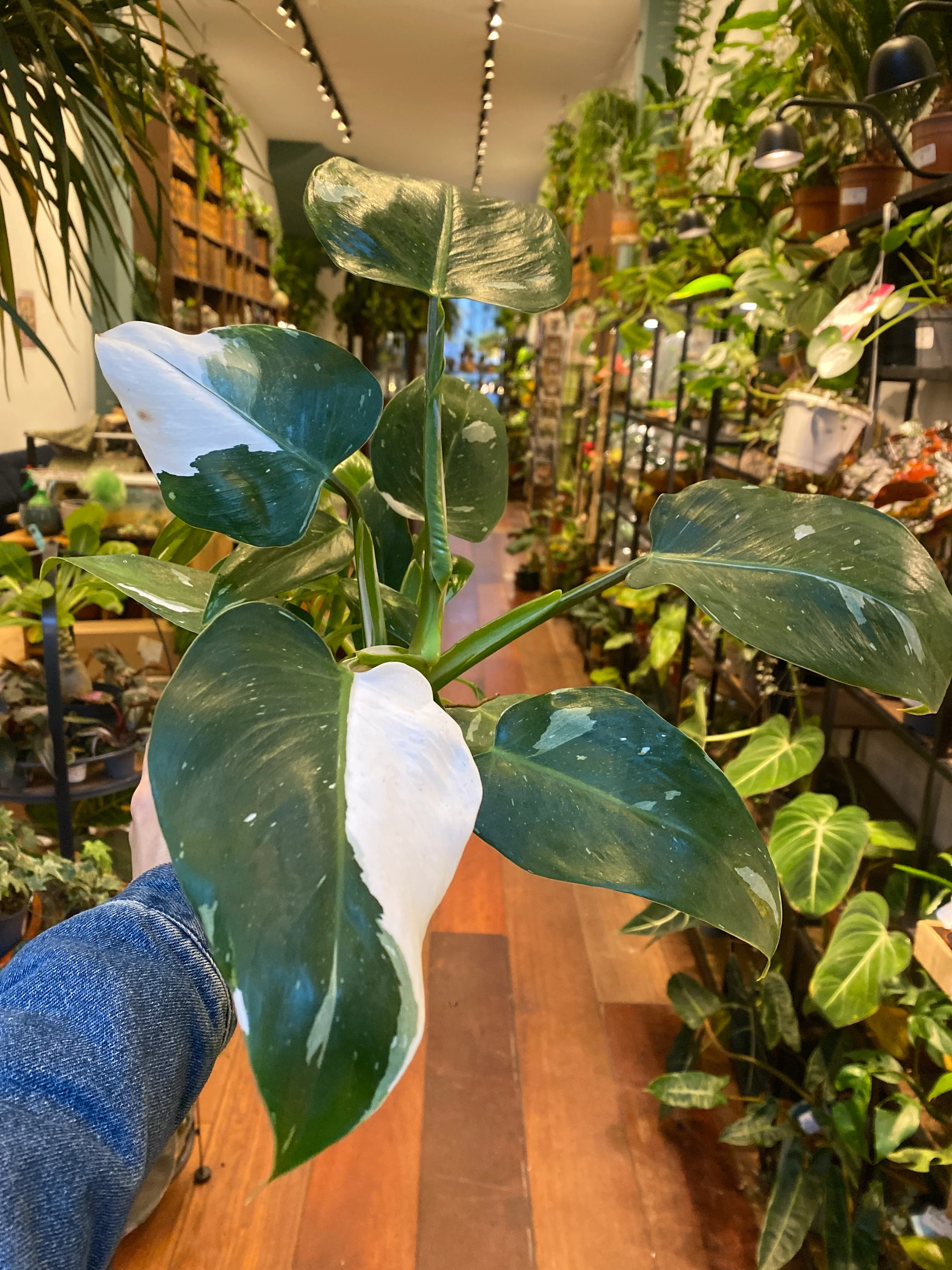 Philodendron White Princess - Image 2