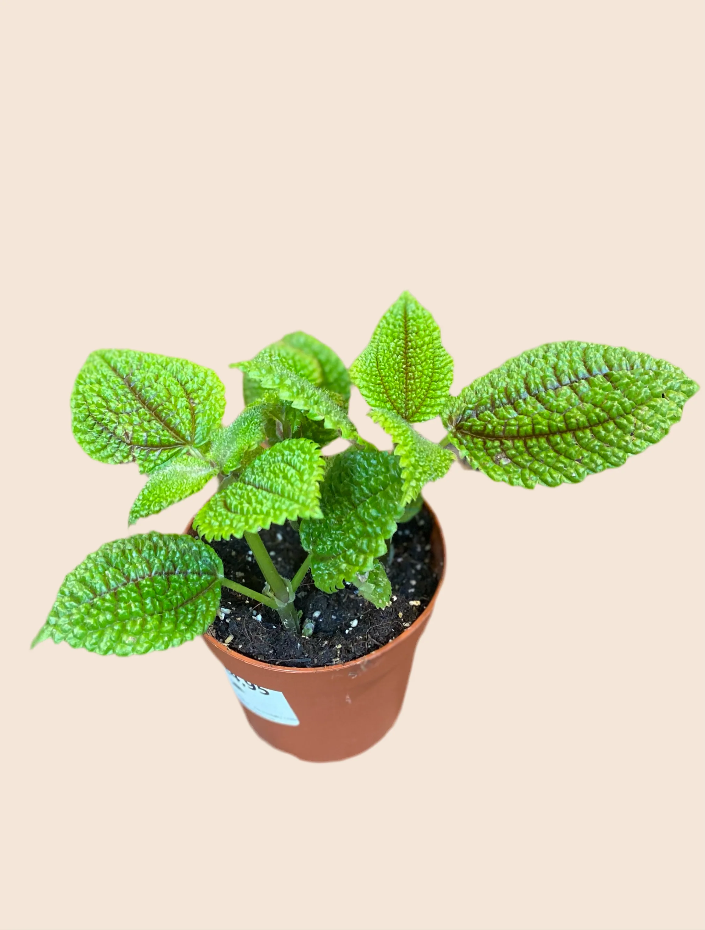 Pilea moon valley
