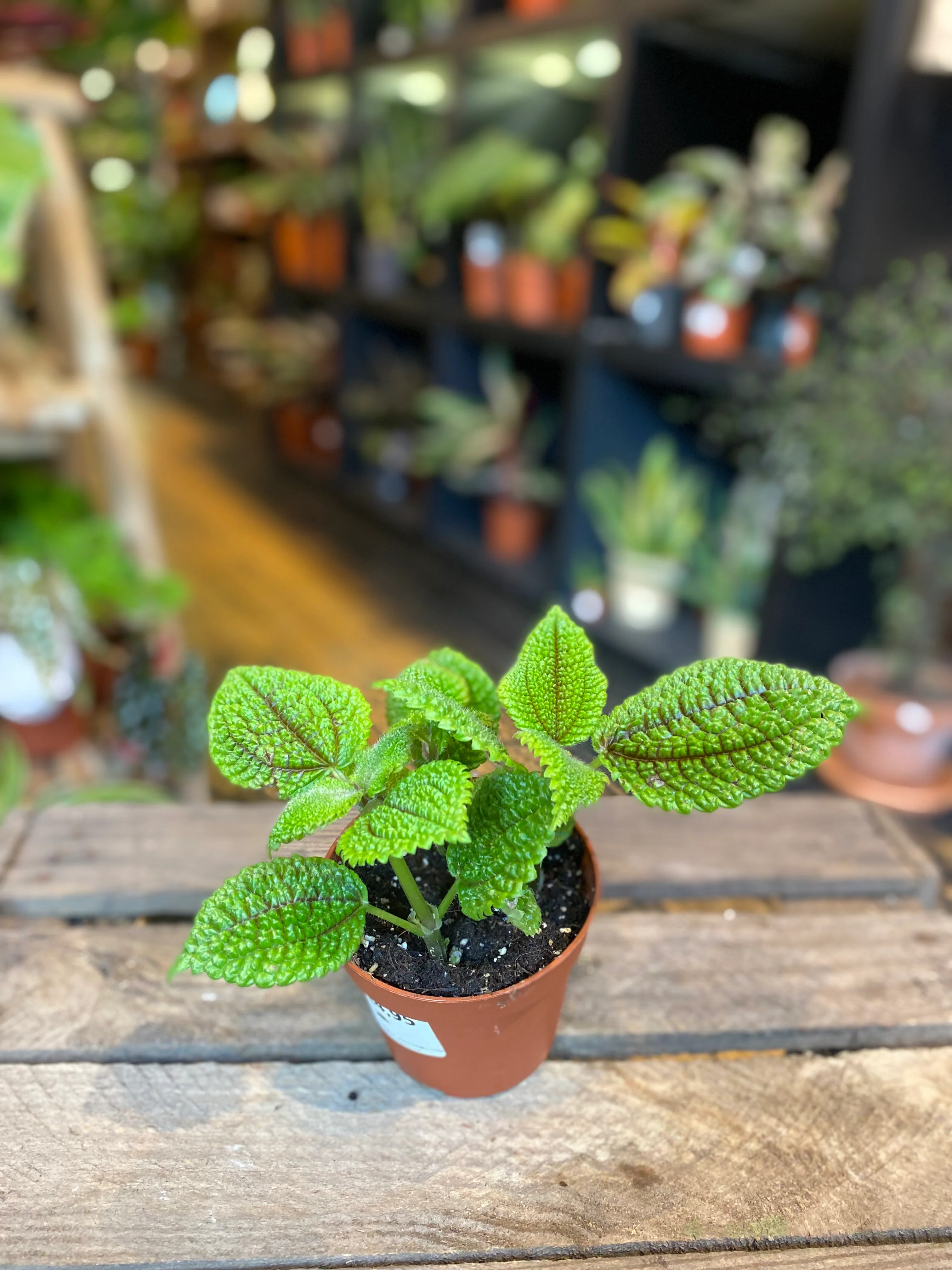 Pilea moon valley - Image 2