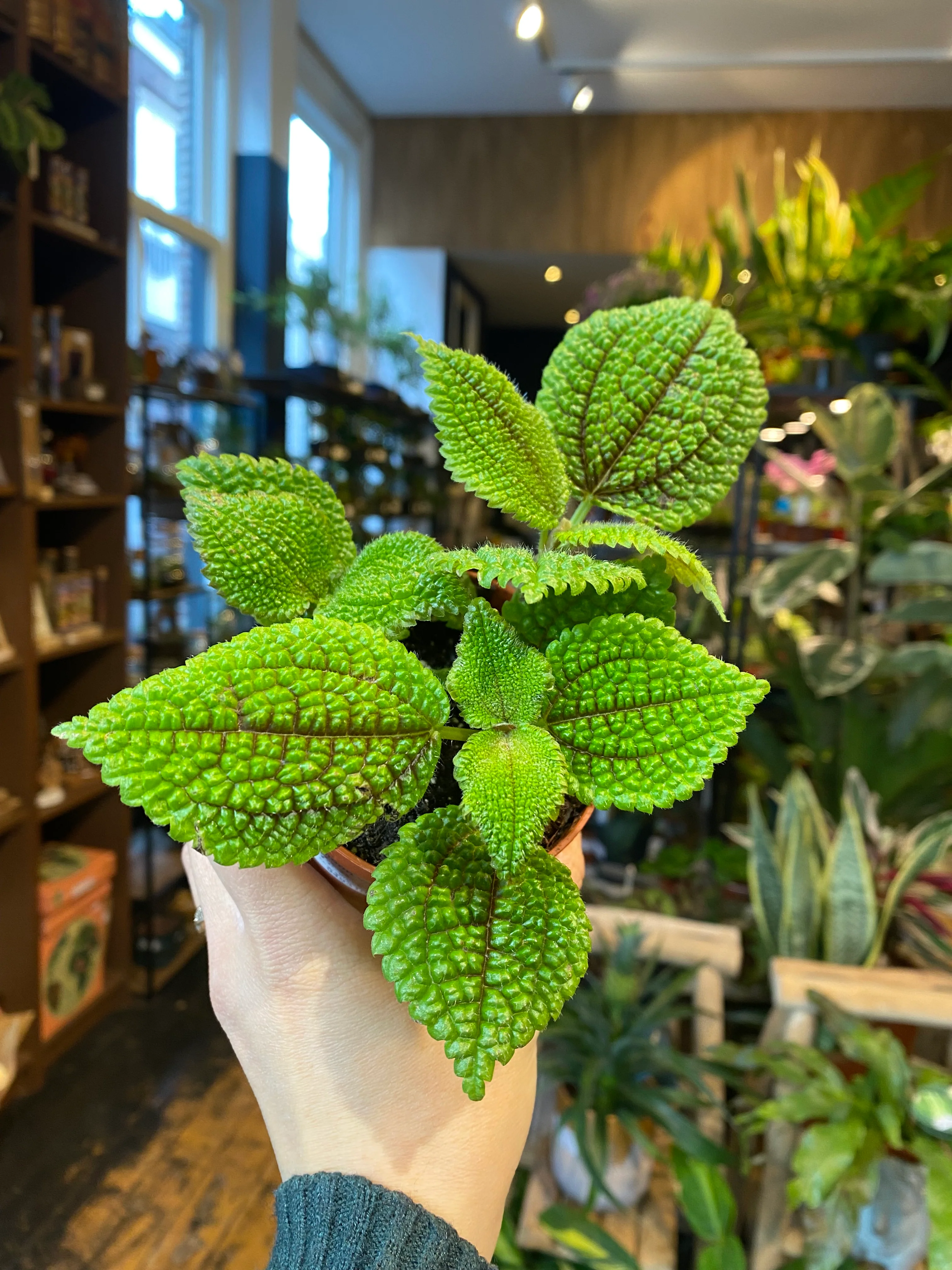 Pilea moon valley - Image 3
