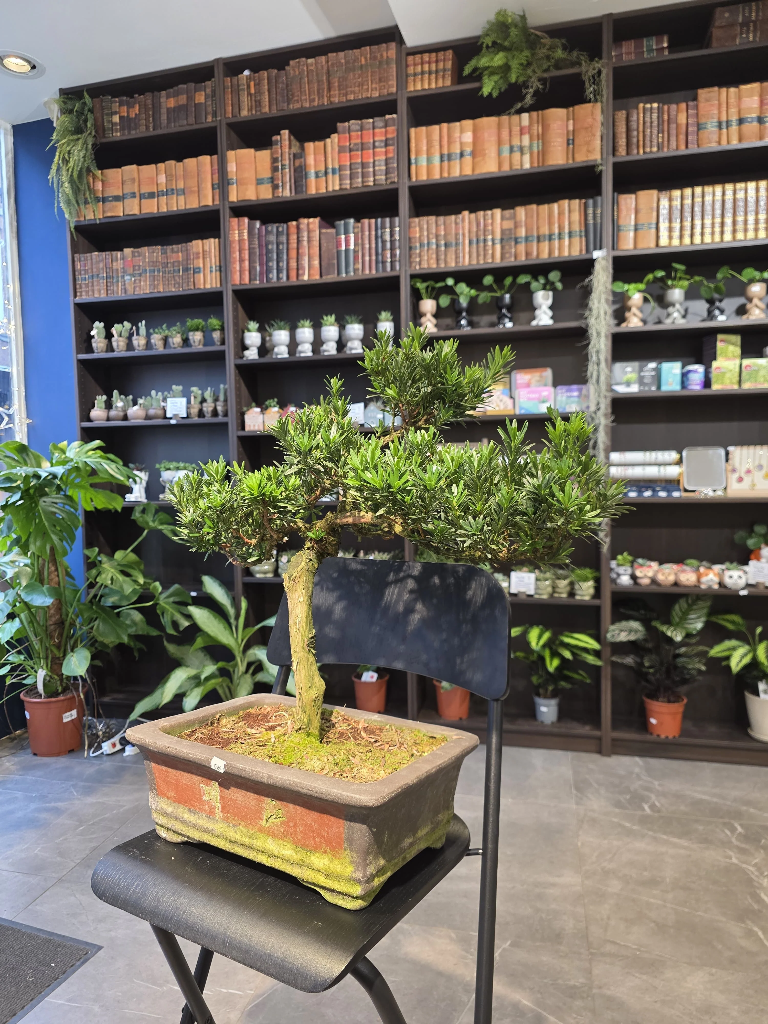 Buddha’s Pine (Podocarpus) - Image 5