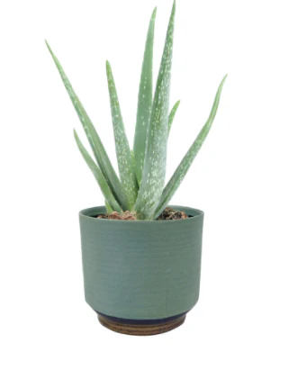 Pot Suze blue (3 sizes) - Image 3