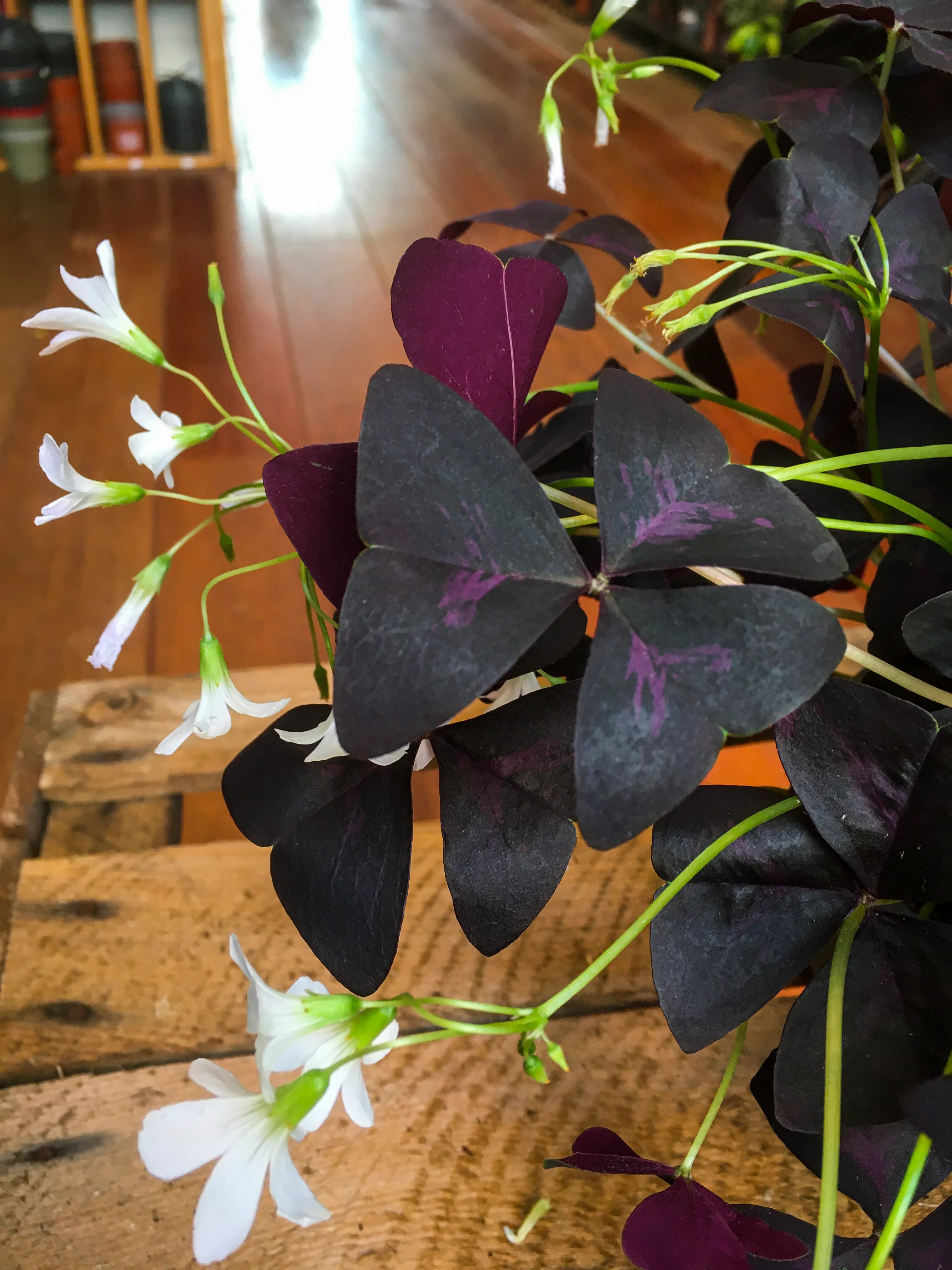 Purple Oxalis - Image 2