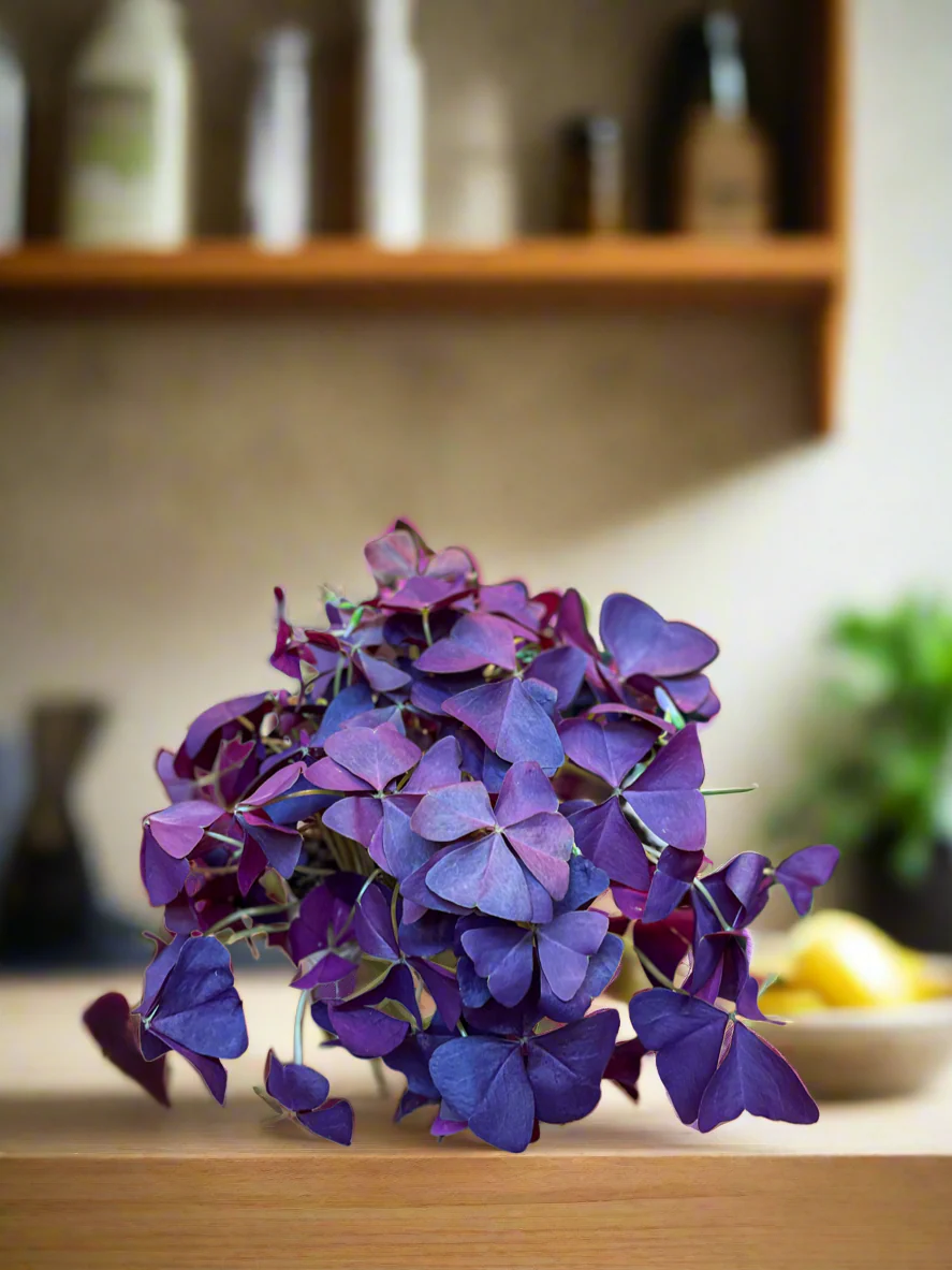 Purple Oxalis - Image 3