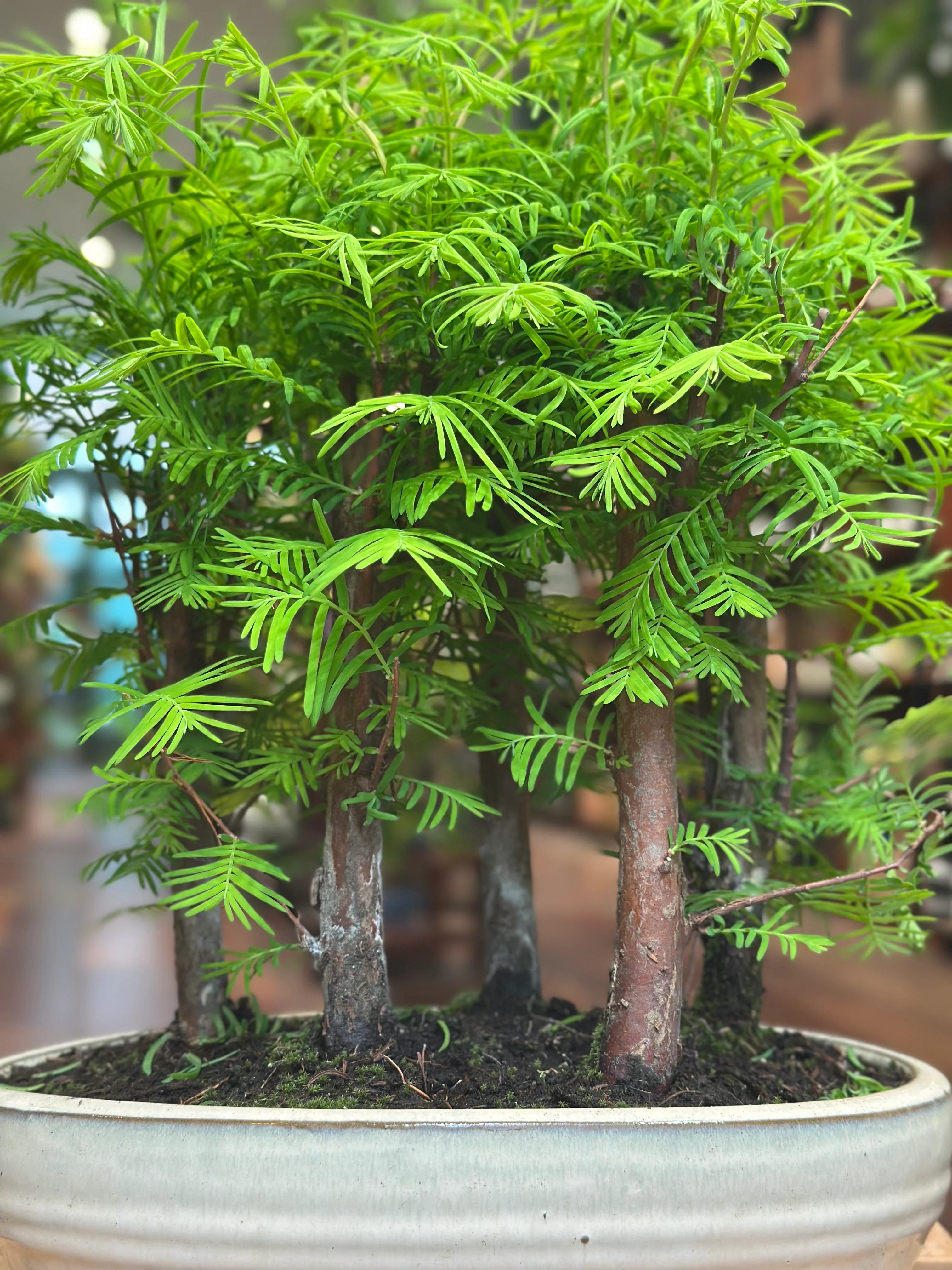 Redwood Bonsai - Image 4