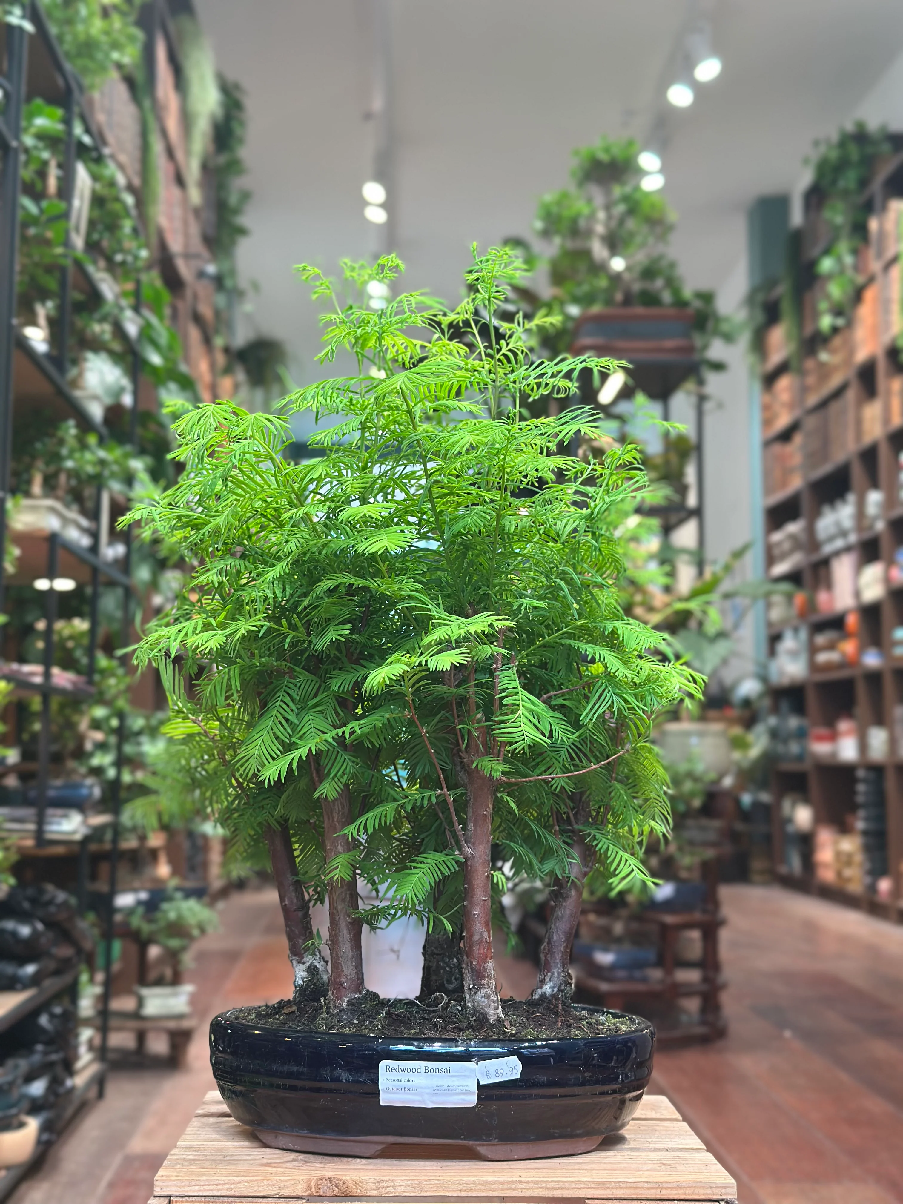 Redwood Bonsai - Image 5