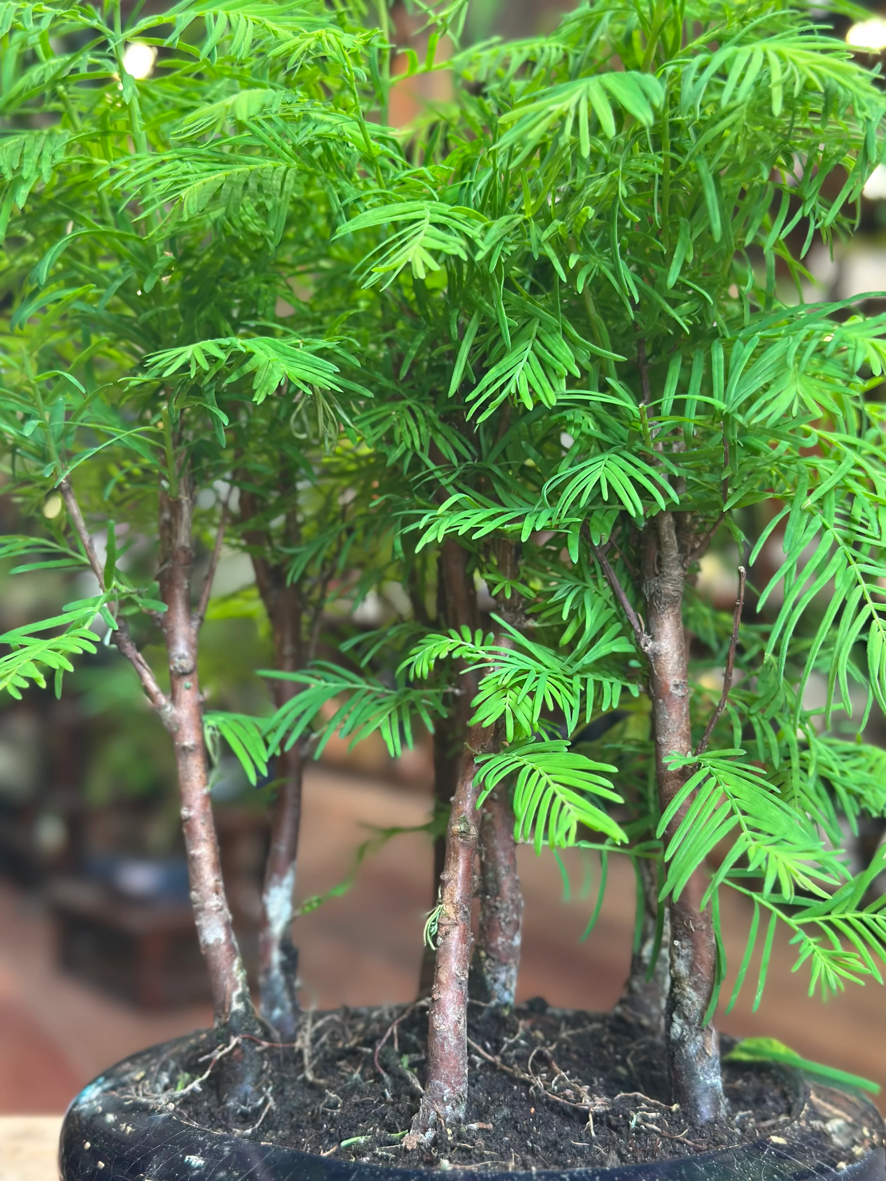 Redwood Bonsai (round pot) - Image 3
