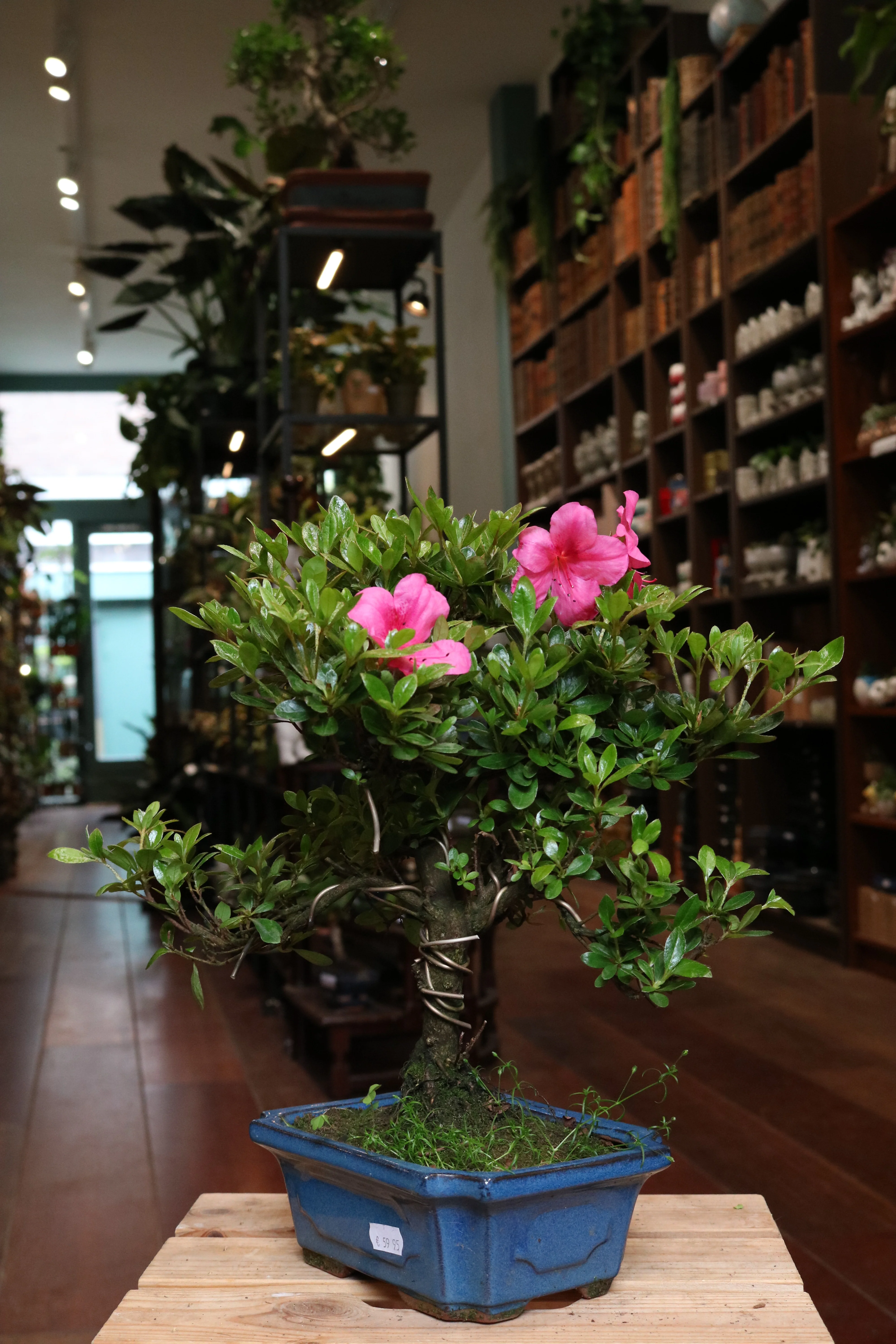 Rhododendron Bonsai - Image 3