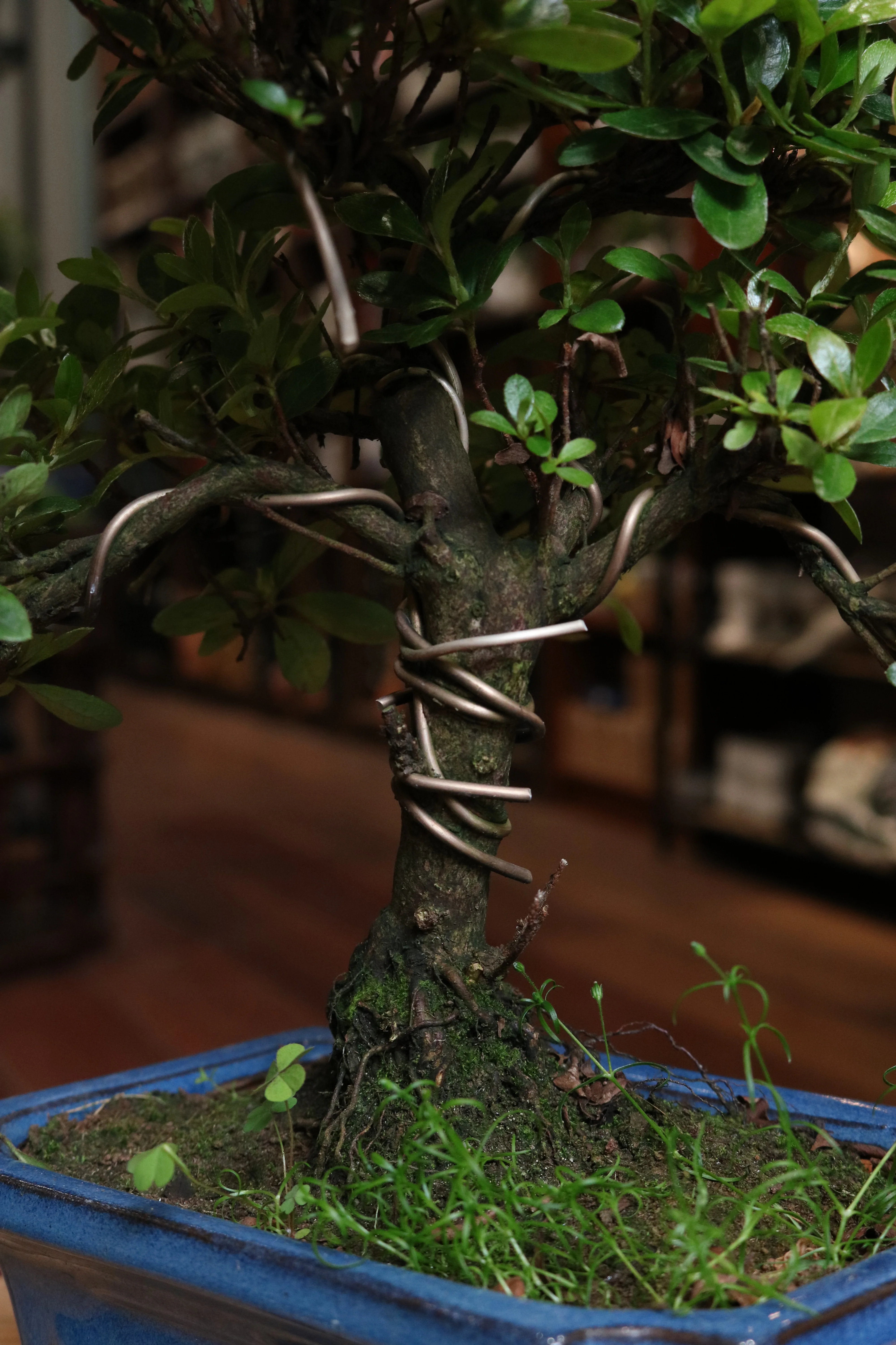 Rhododendron Bonsai - Image 4