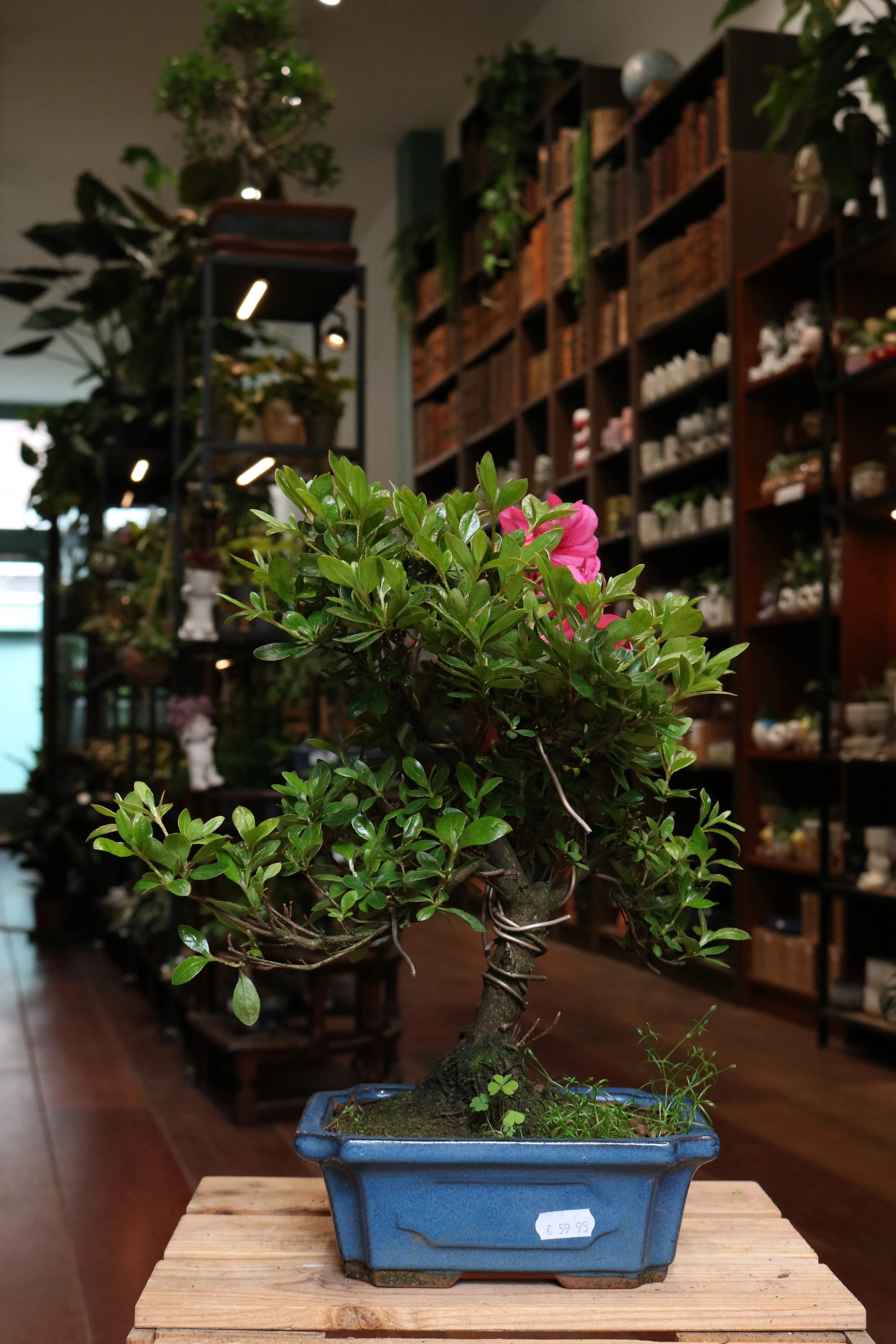 Rhododendron Bonsai - Image 5