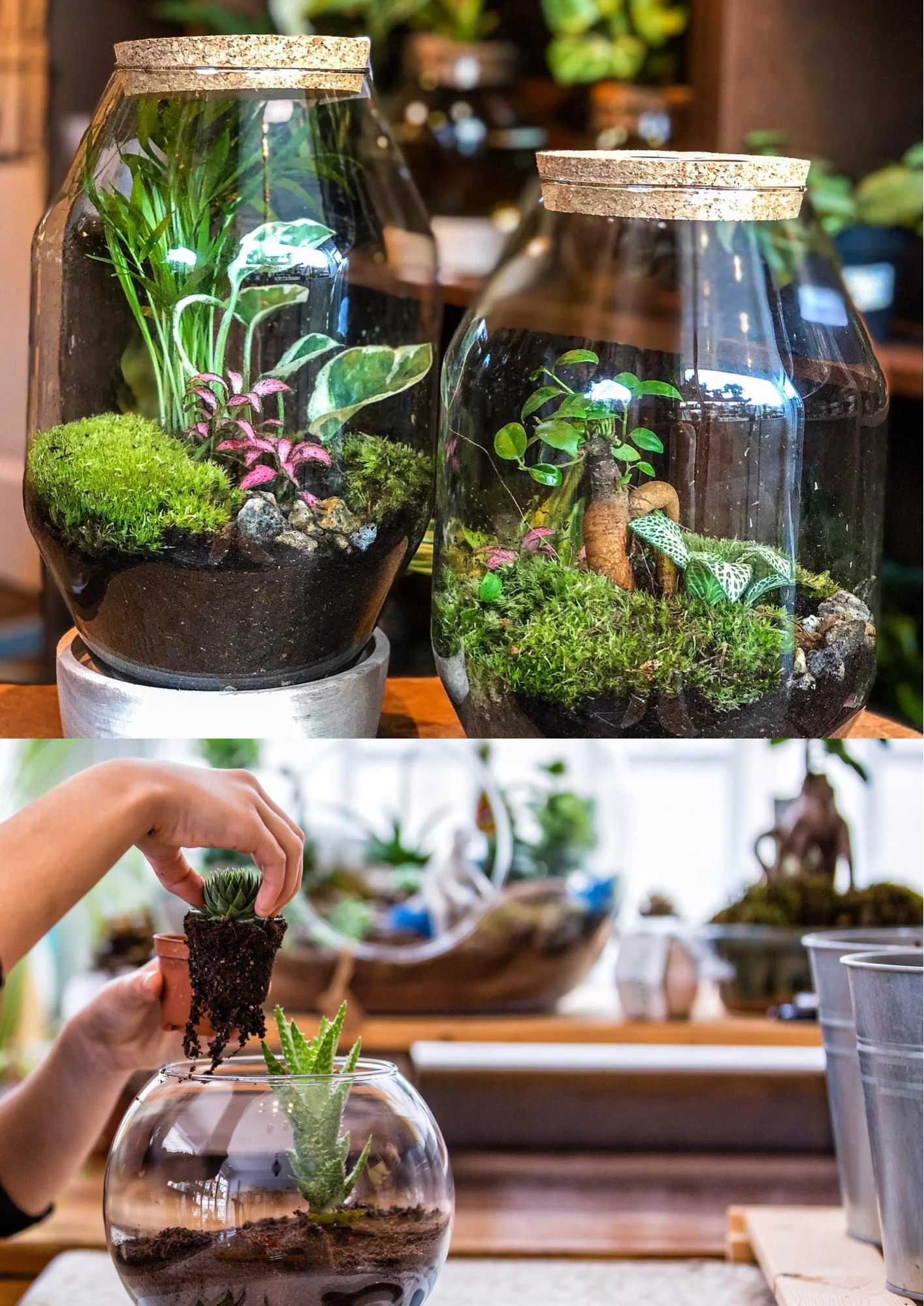 Private Terrarium Workshop  | 6 people and up - Image 3