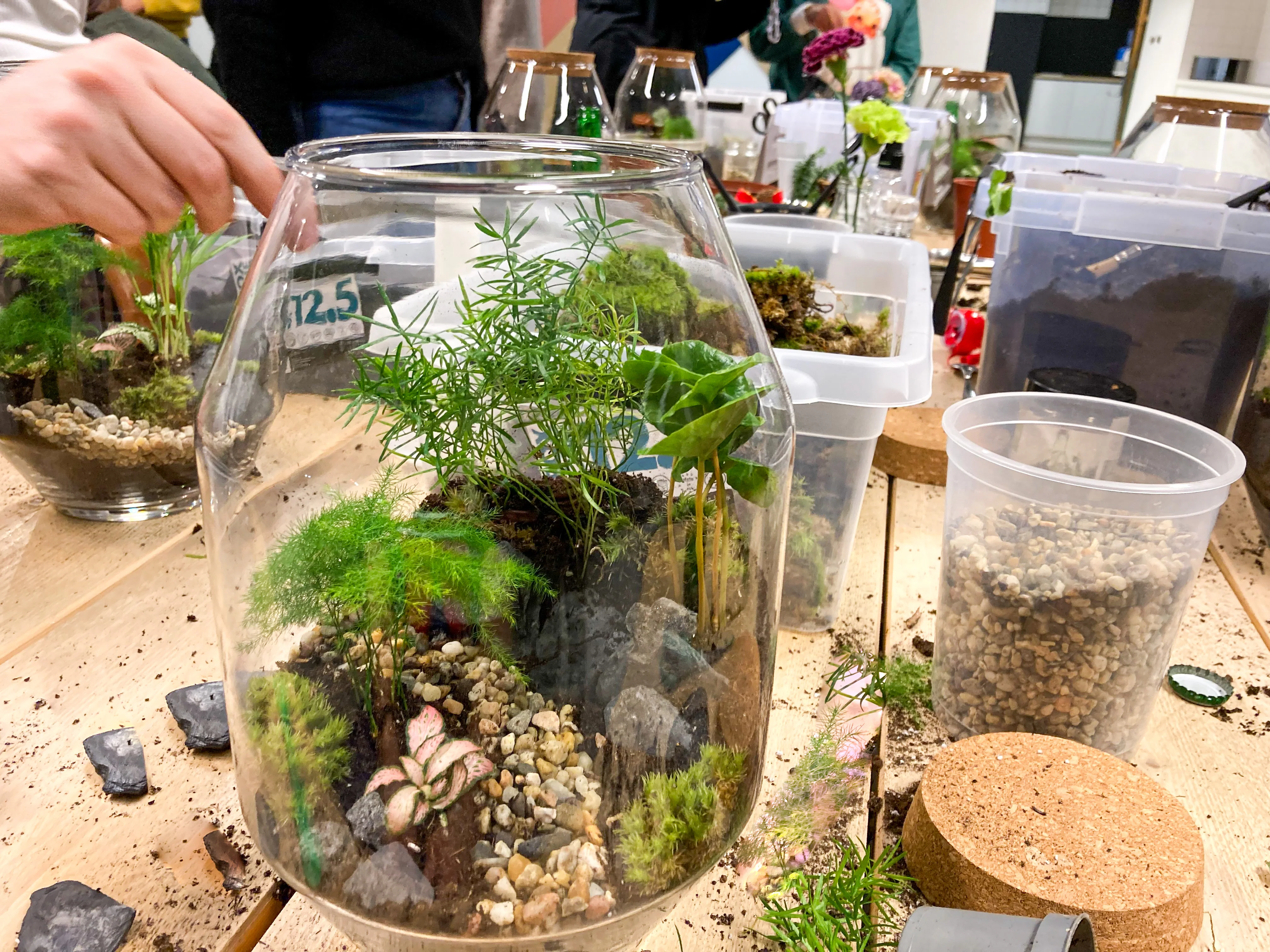 27 June | Amsterdam Terrarium Workshop | 19:00 (Saturday) - Image 4