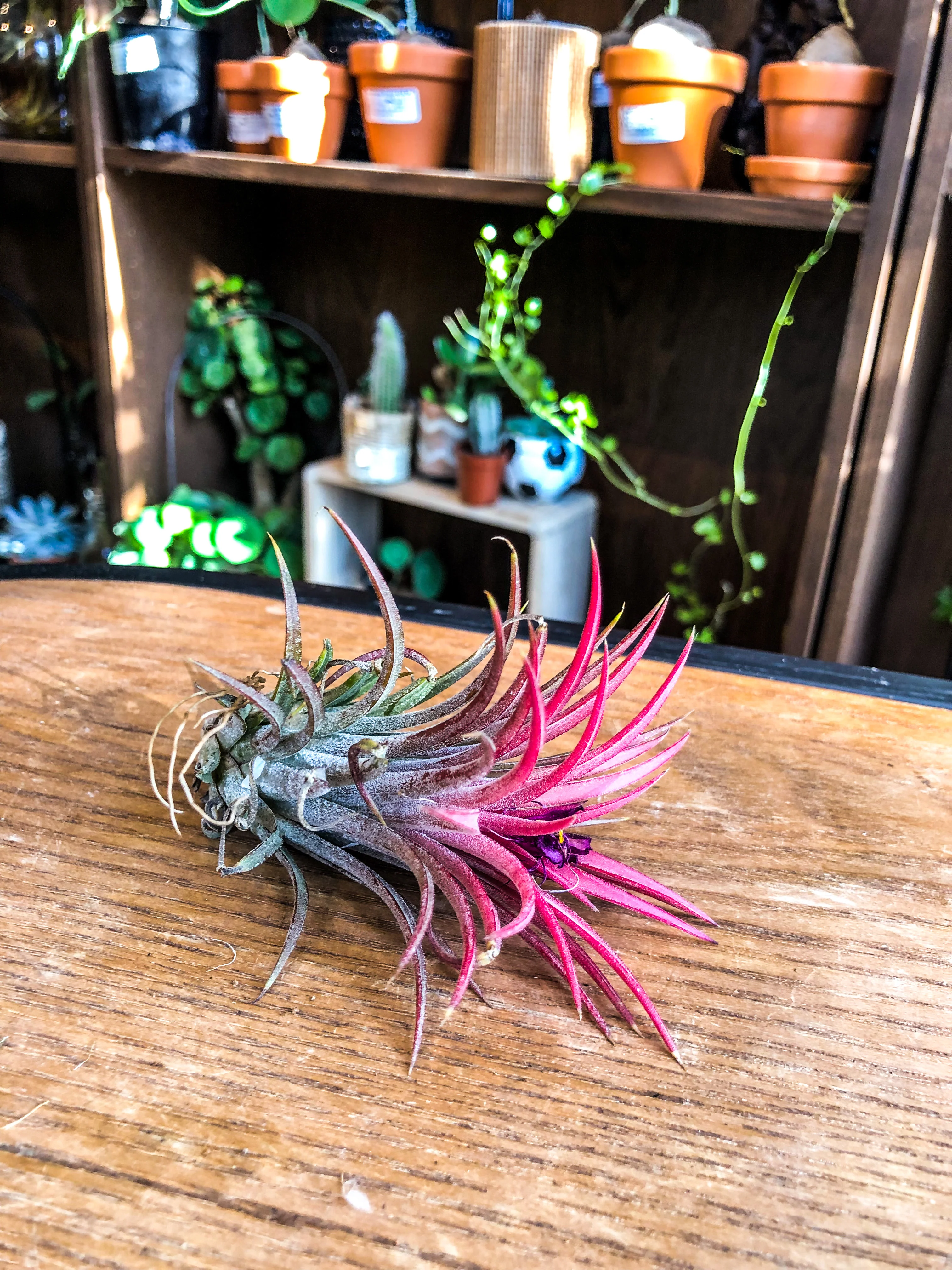Tillandsia Ionantha Red Regular - Image 3