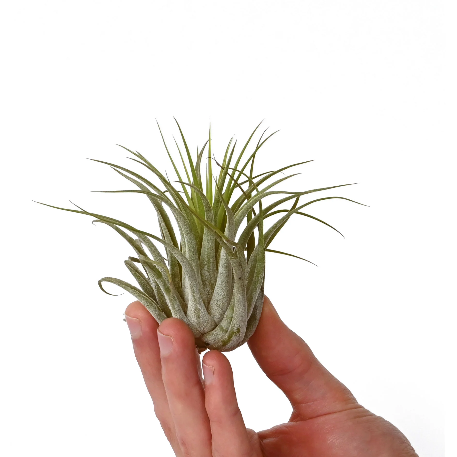 Tillandsia Scaposa - Image 3